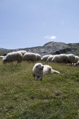 A herd of sheep grazing on a lush green hillside