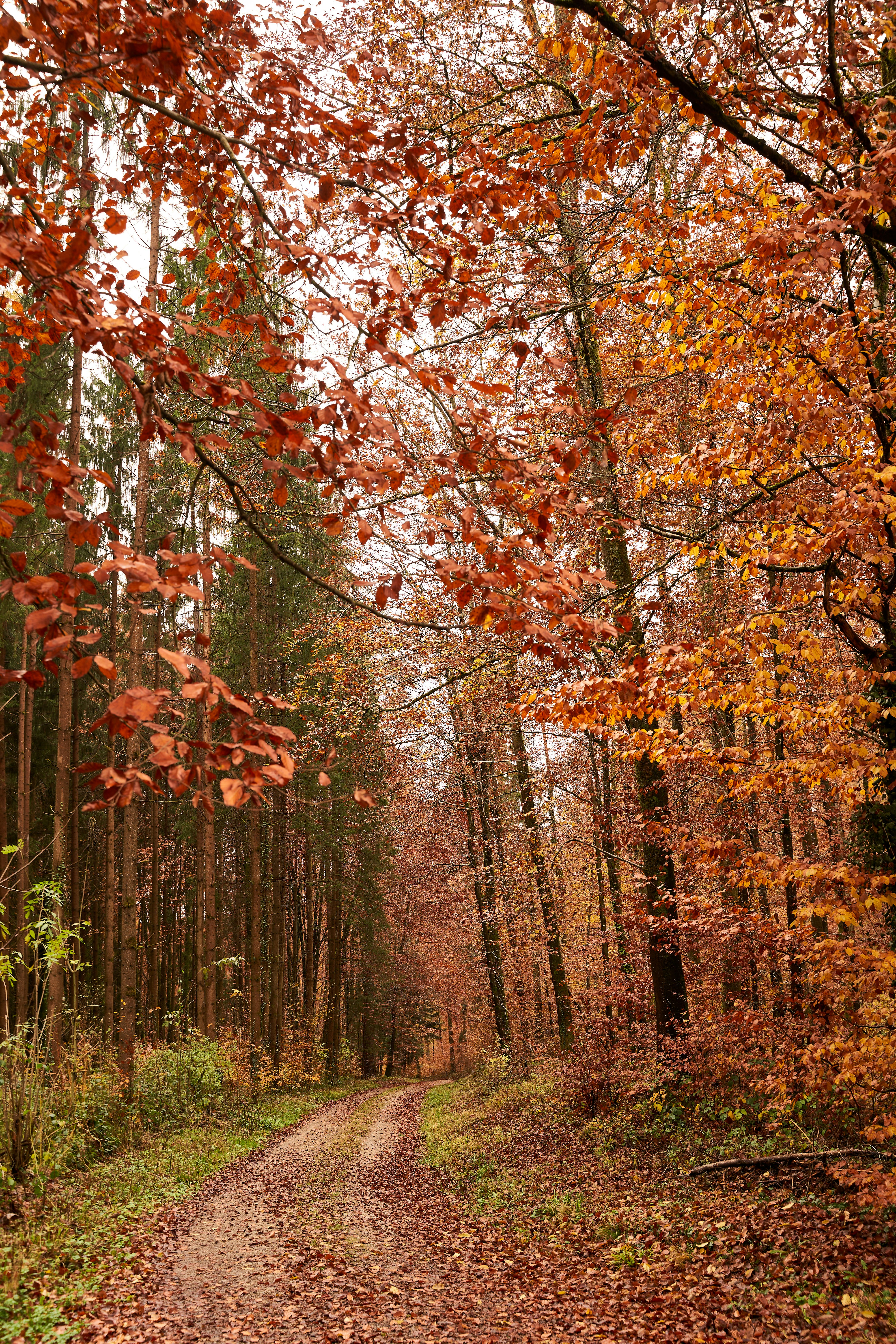 Photo by wolfgang_hasselmann