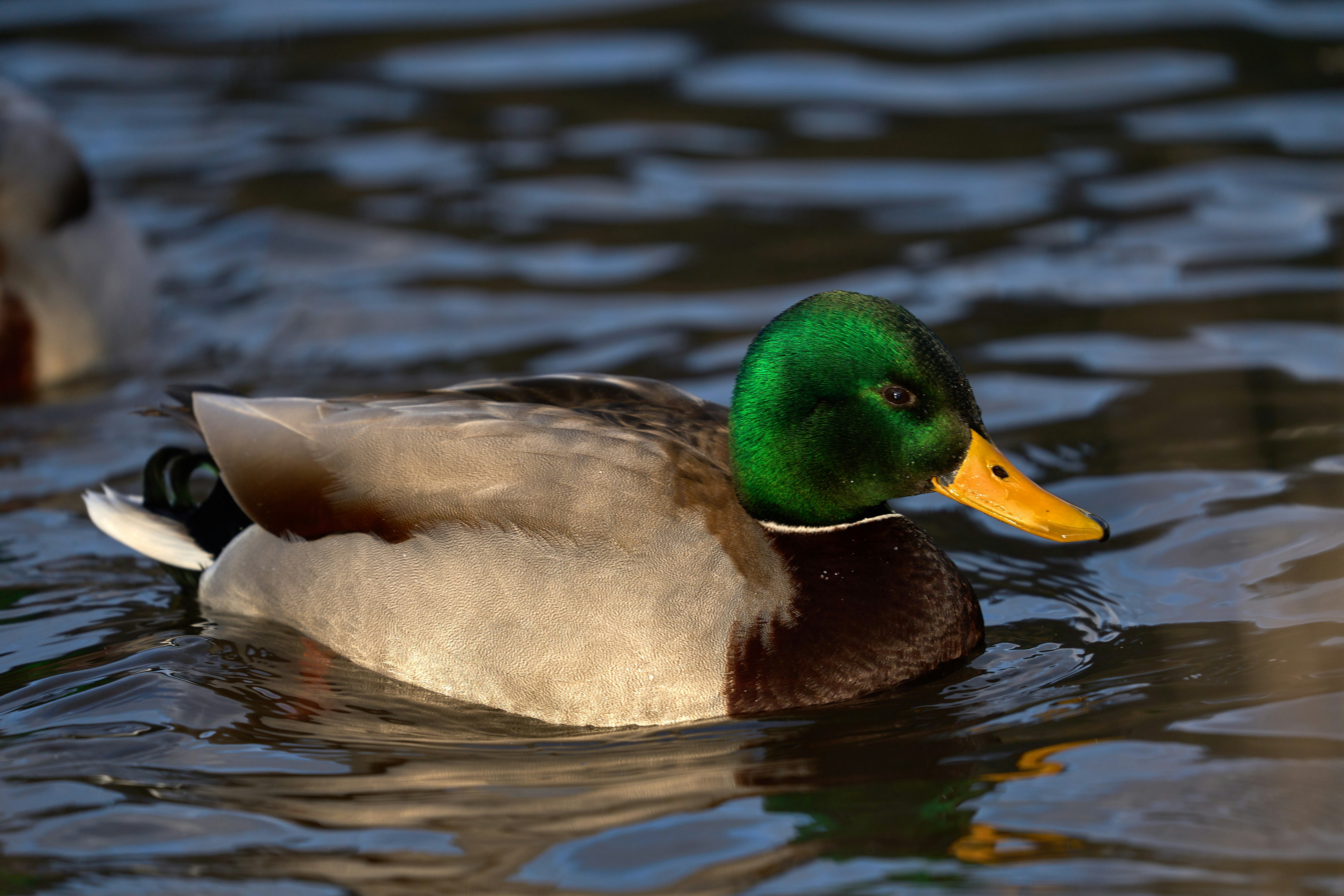 Photo by wolfgang_hasselmann