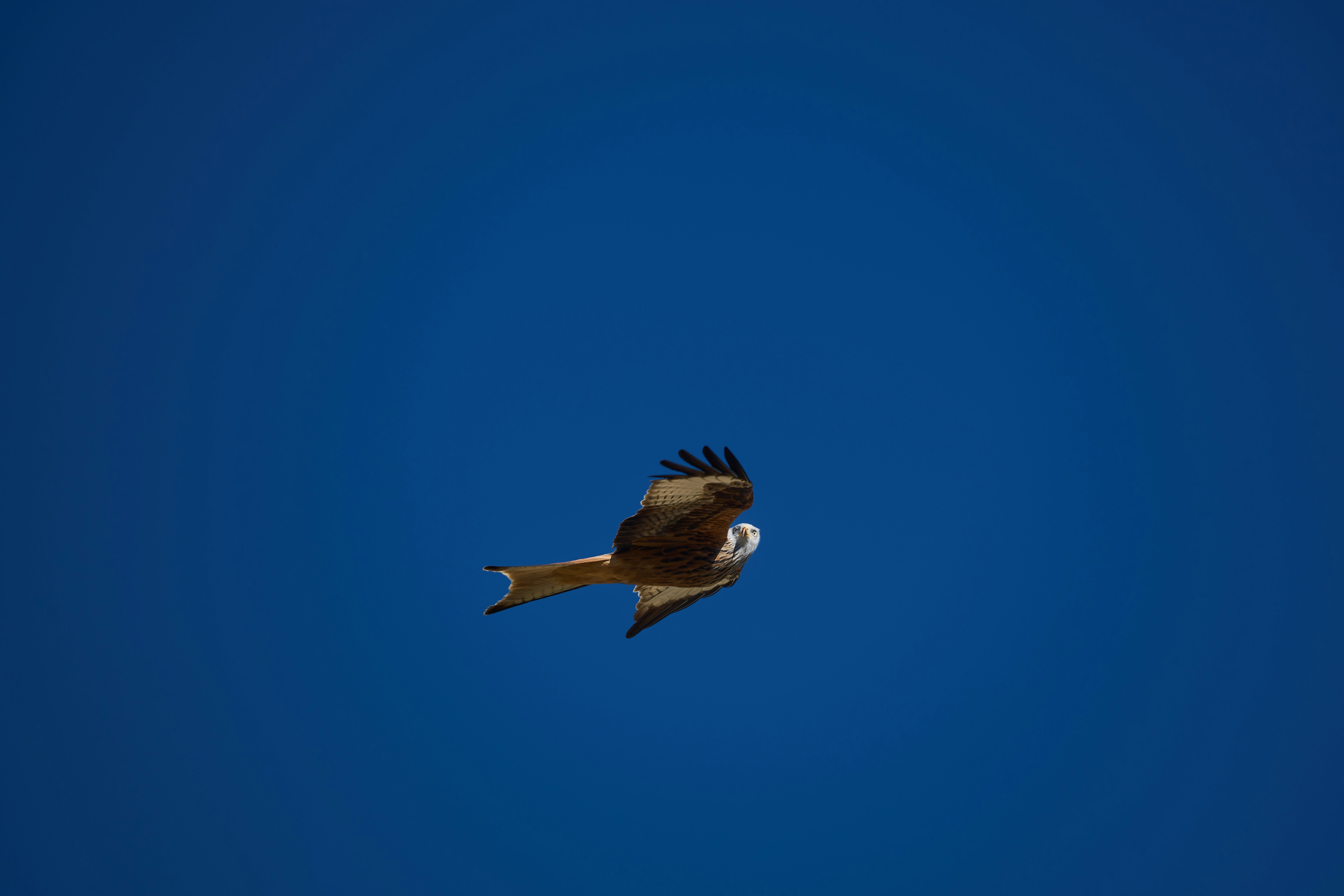 Photo by wolfgang_hasselmann