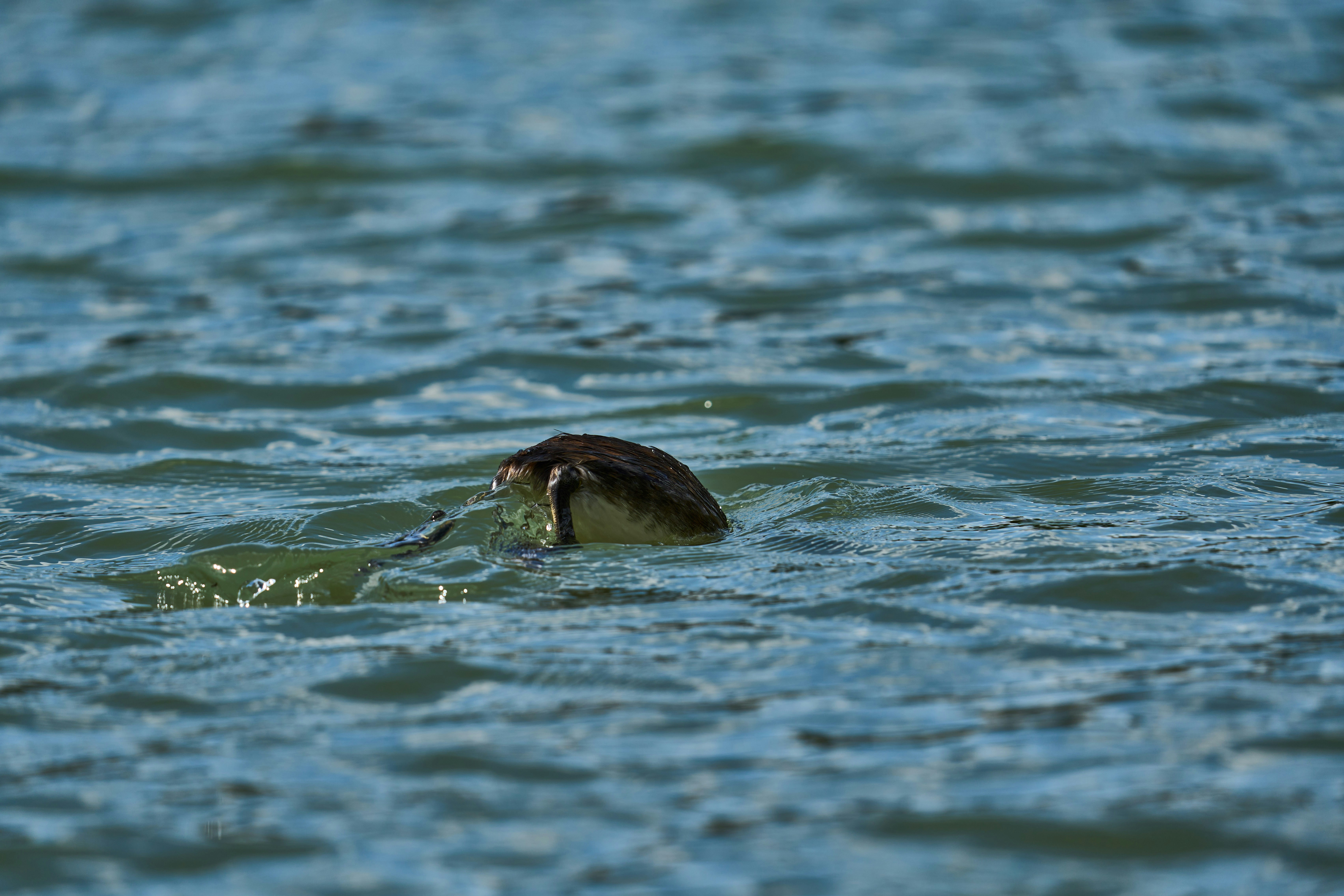 Photo by wolfgang_hasselmann