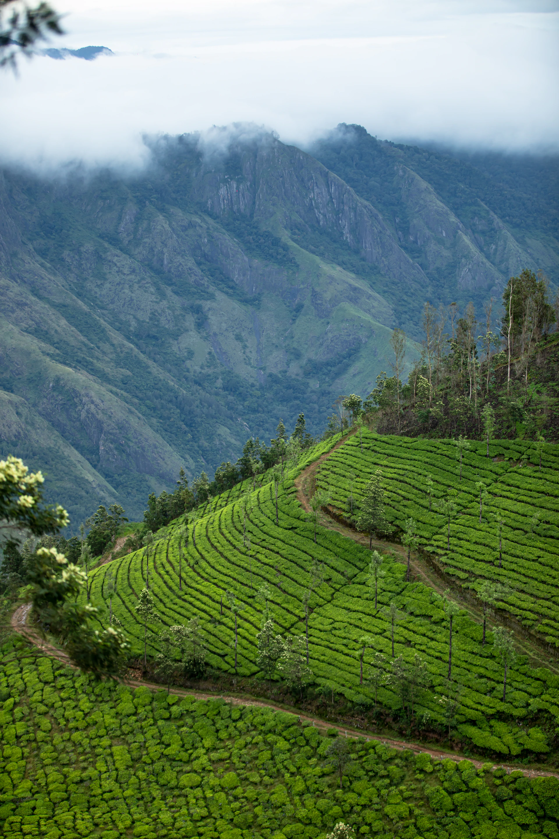 A scenic view of a tea plantation in the mountains