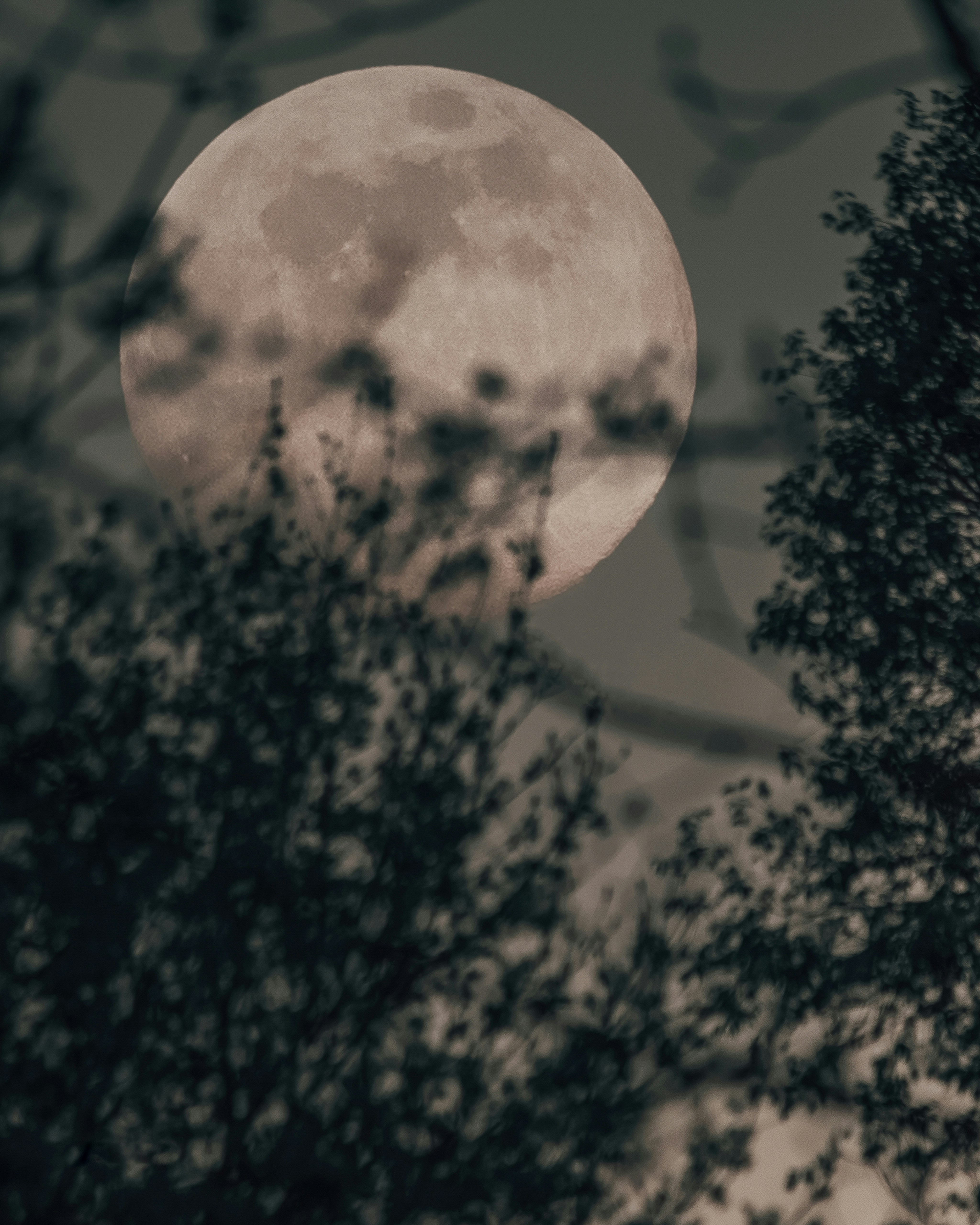 A full moon seen through the branches of a tree