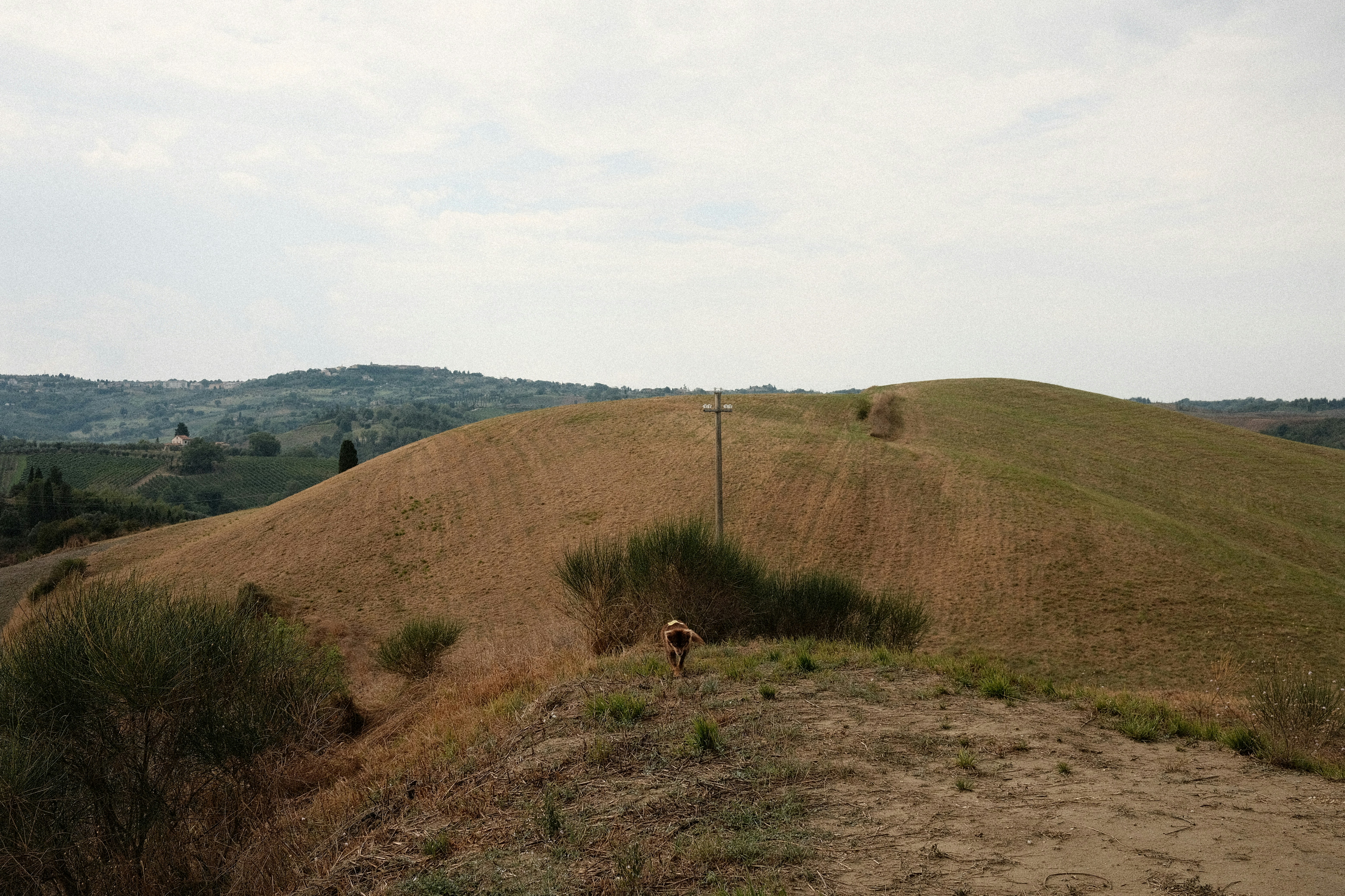 Cerogrado