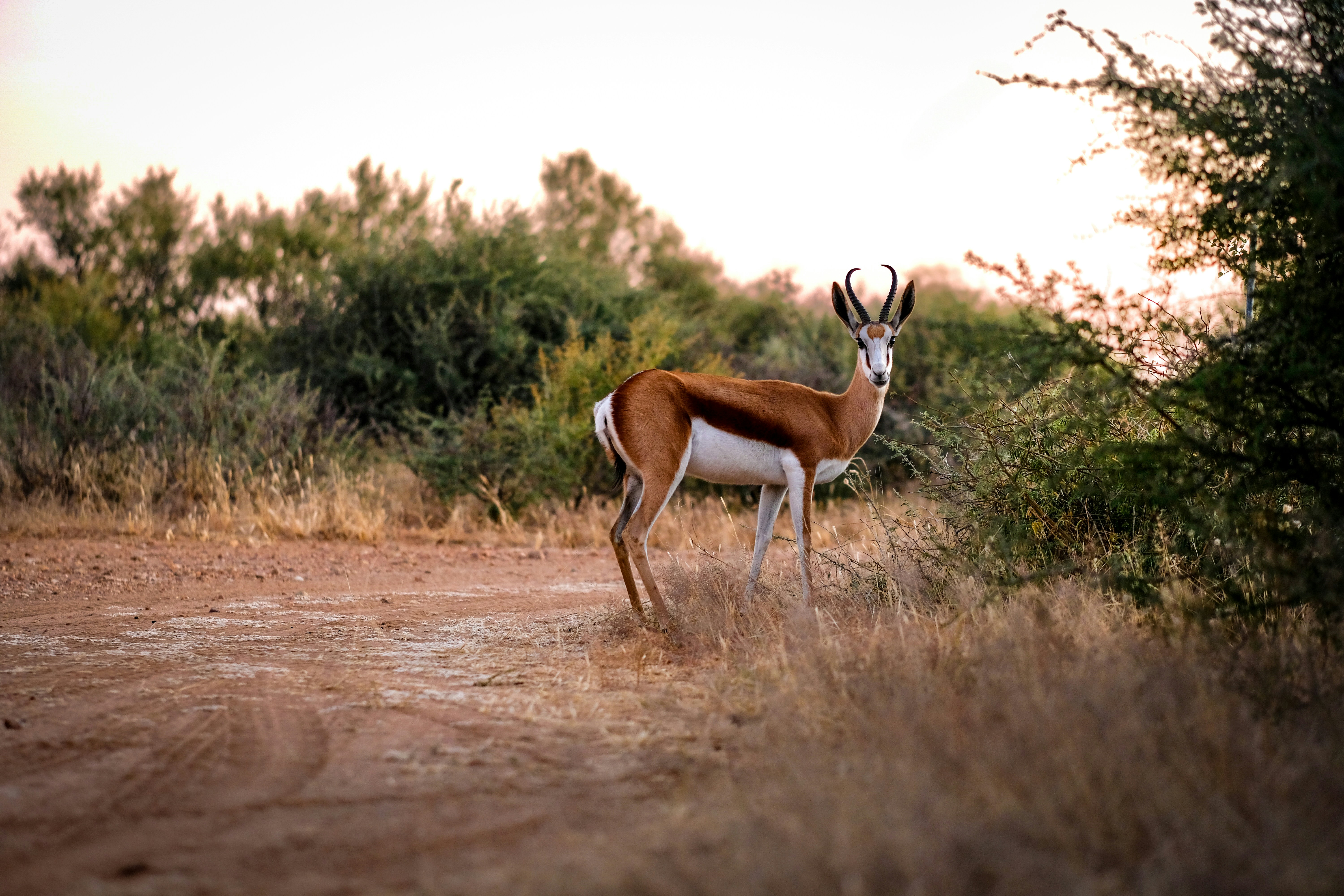 A gazelle standing in the middle of a dirt road, Springbock Namibia