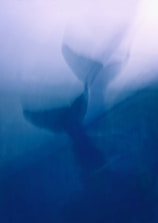 A blurry photo of a bird flying in the sky