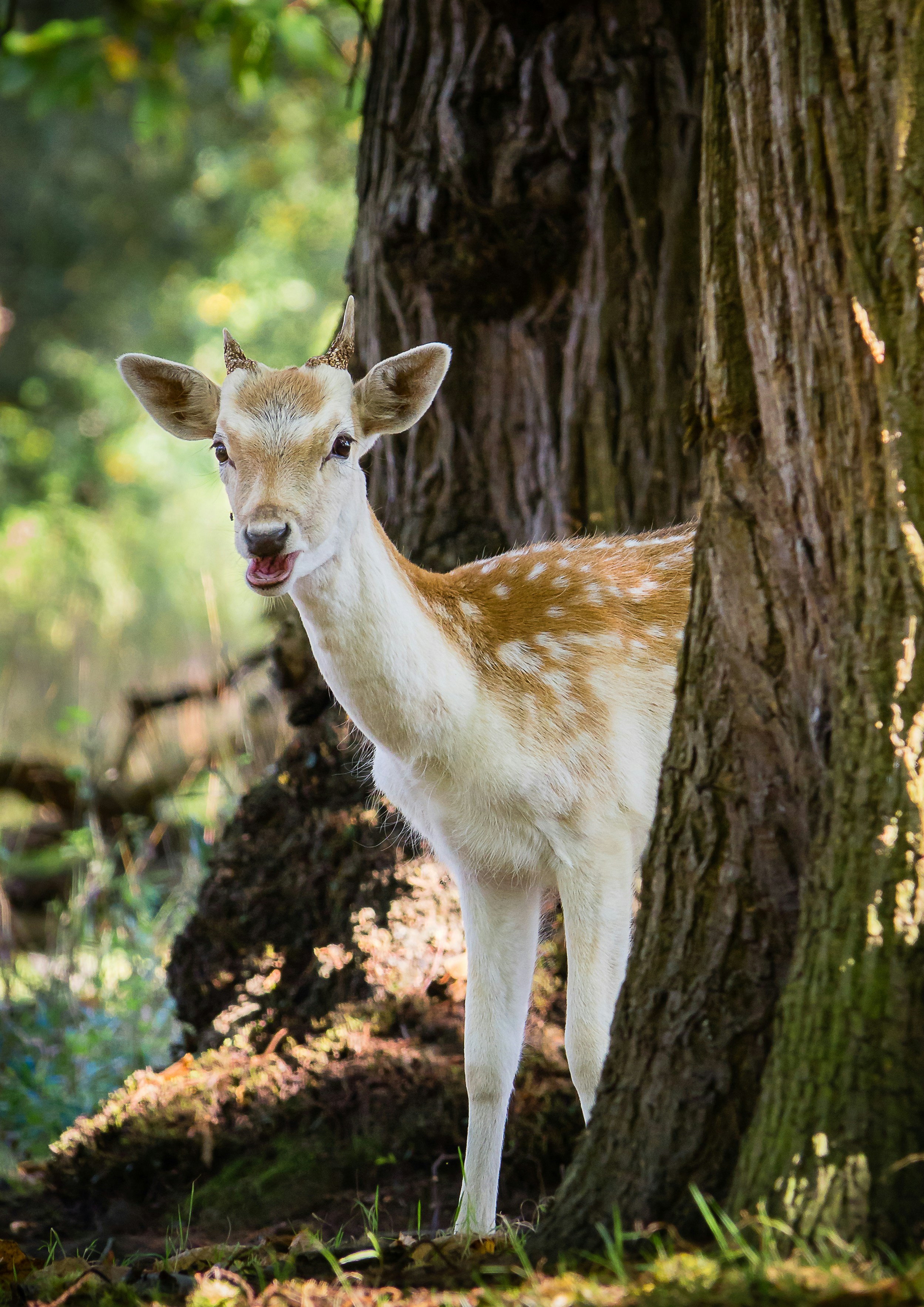 A deer standing next to a tree in a forest