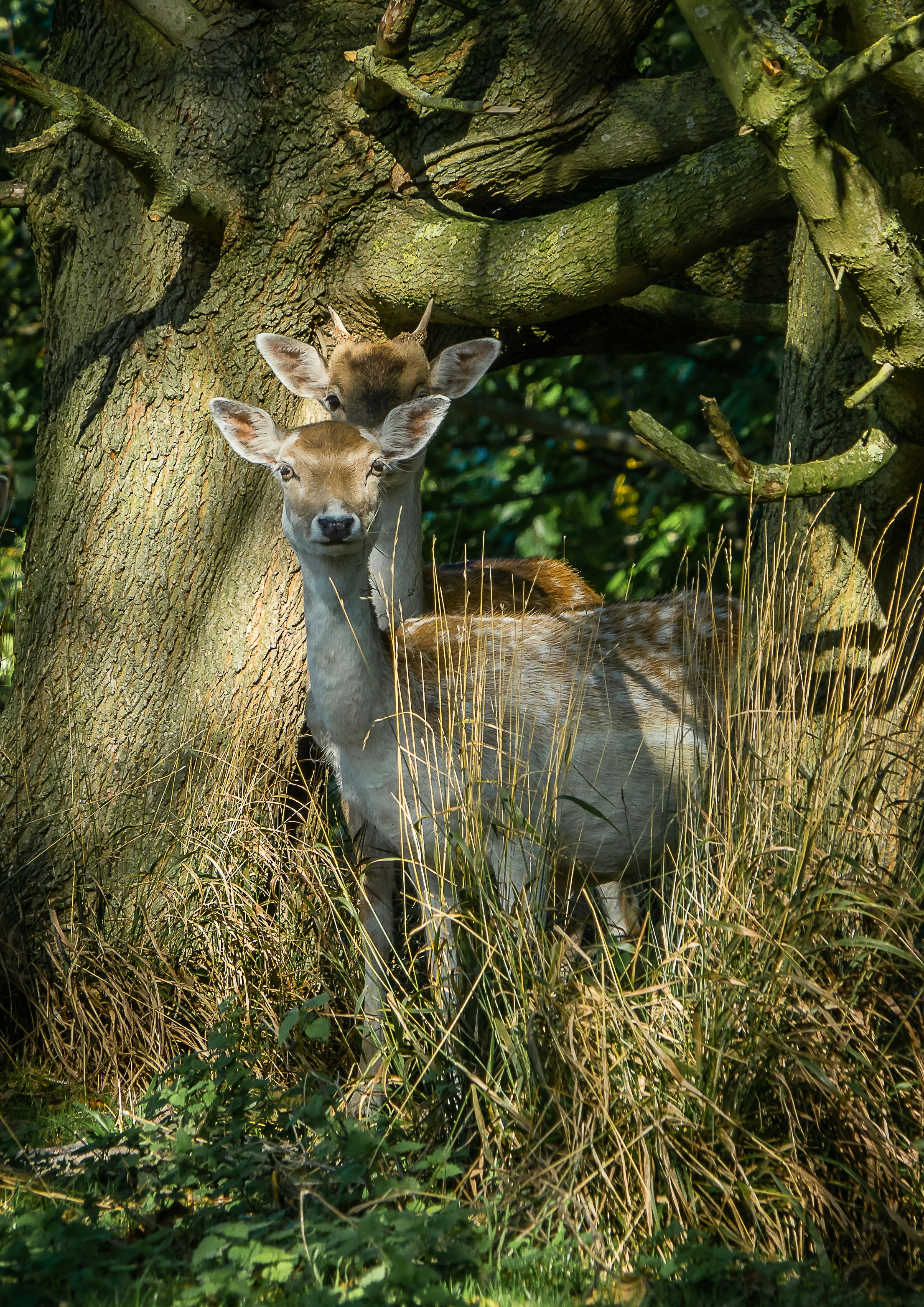 A deer standing in the grass next to a tree