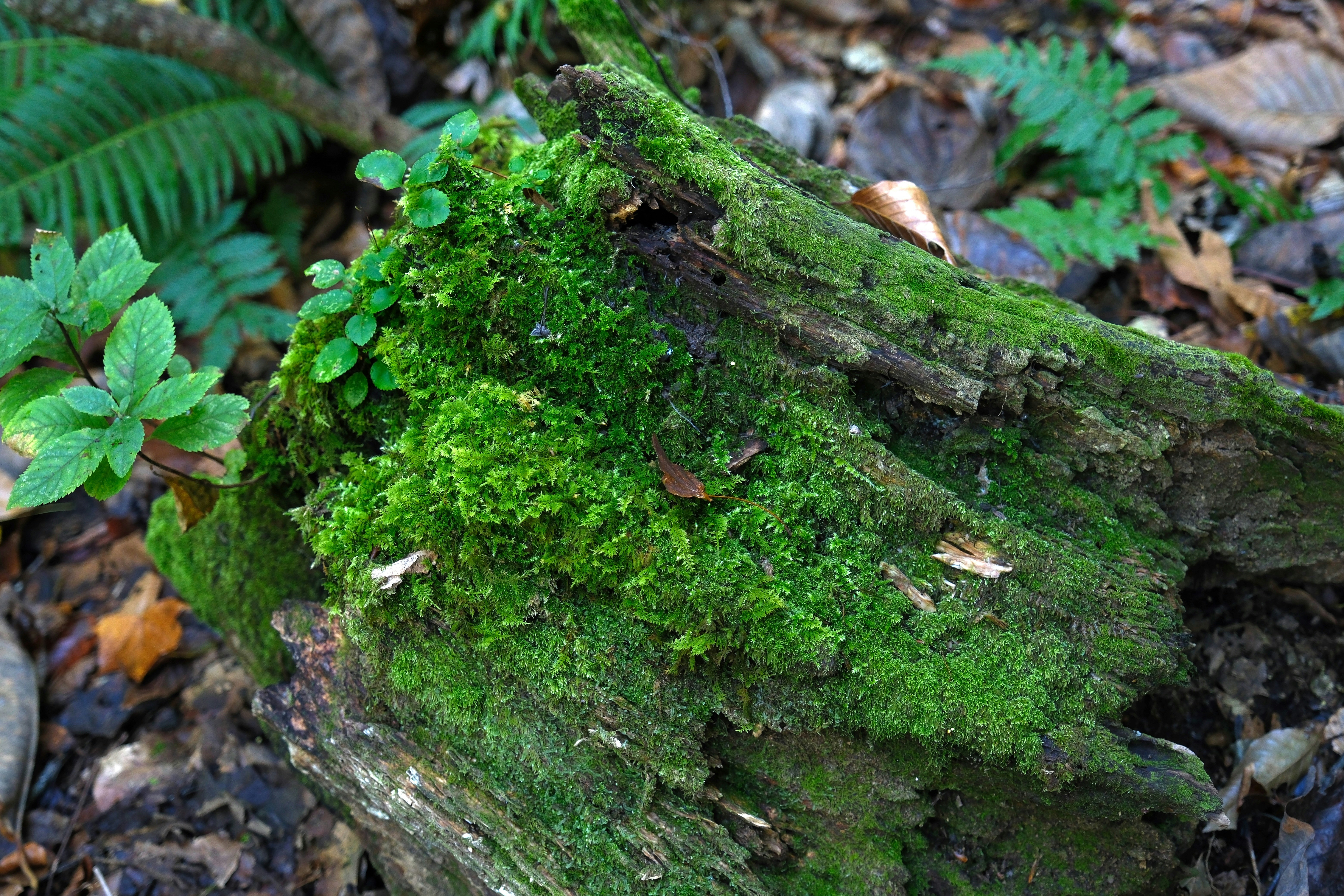 Photo by seiya_maeda