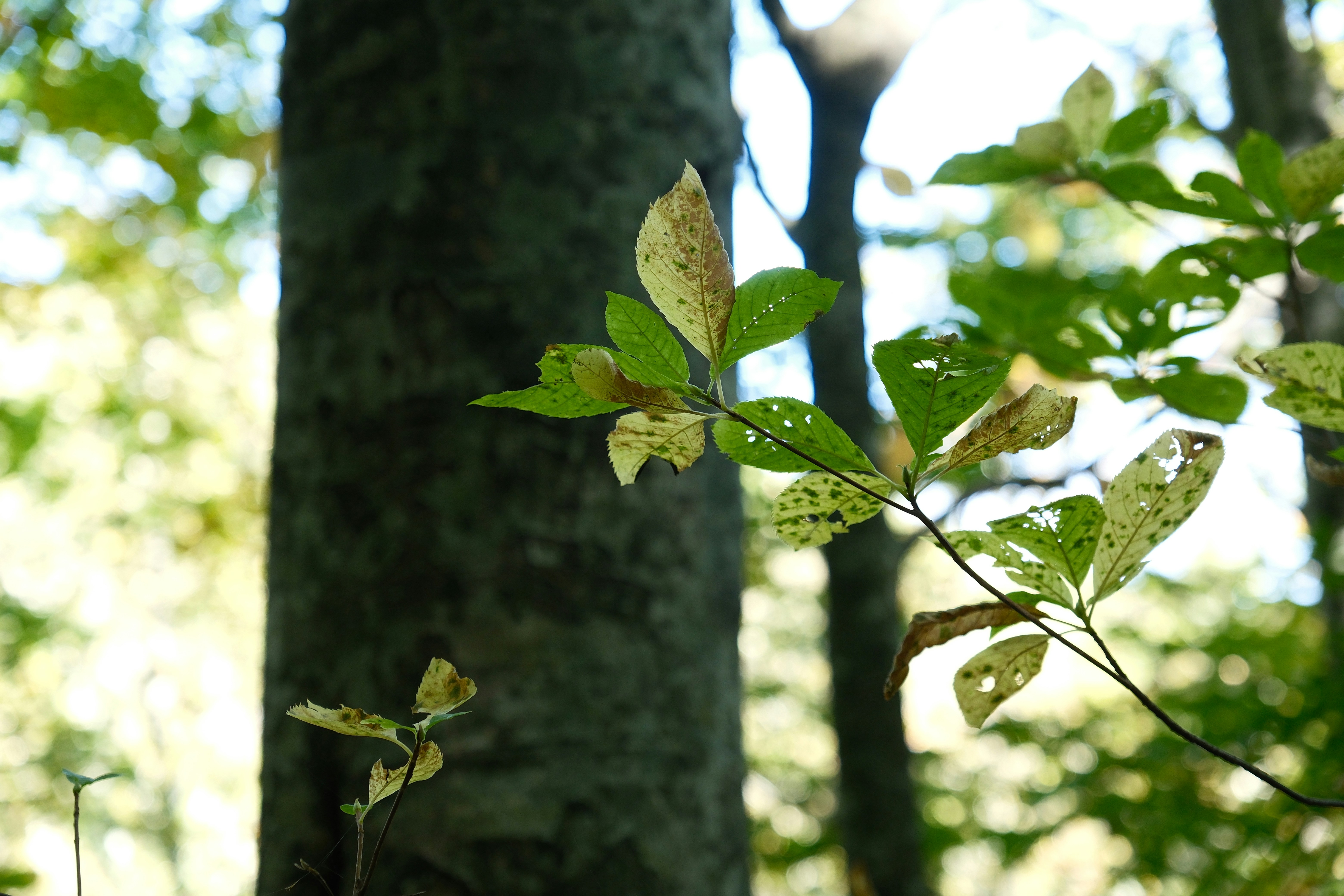 Photo by seiya_maeda