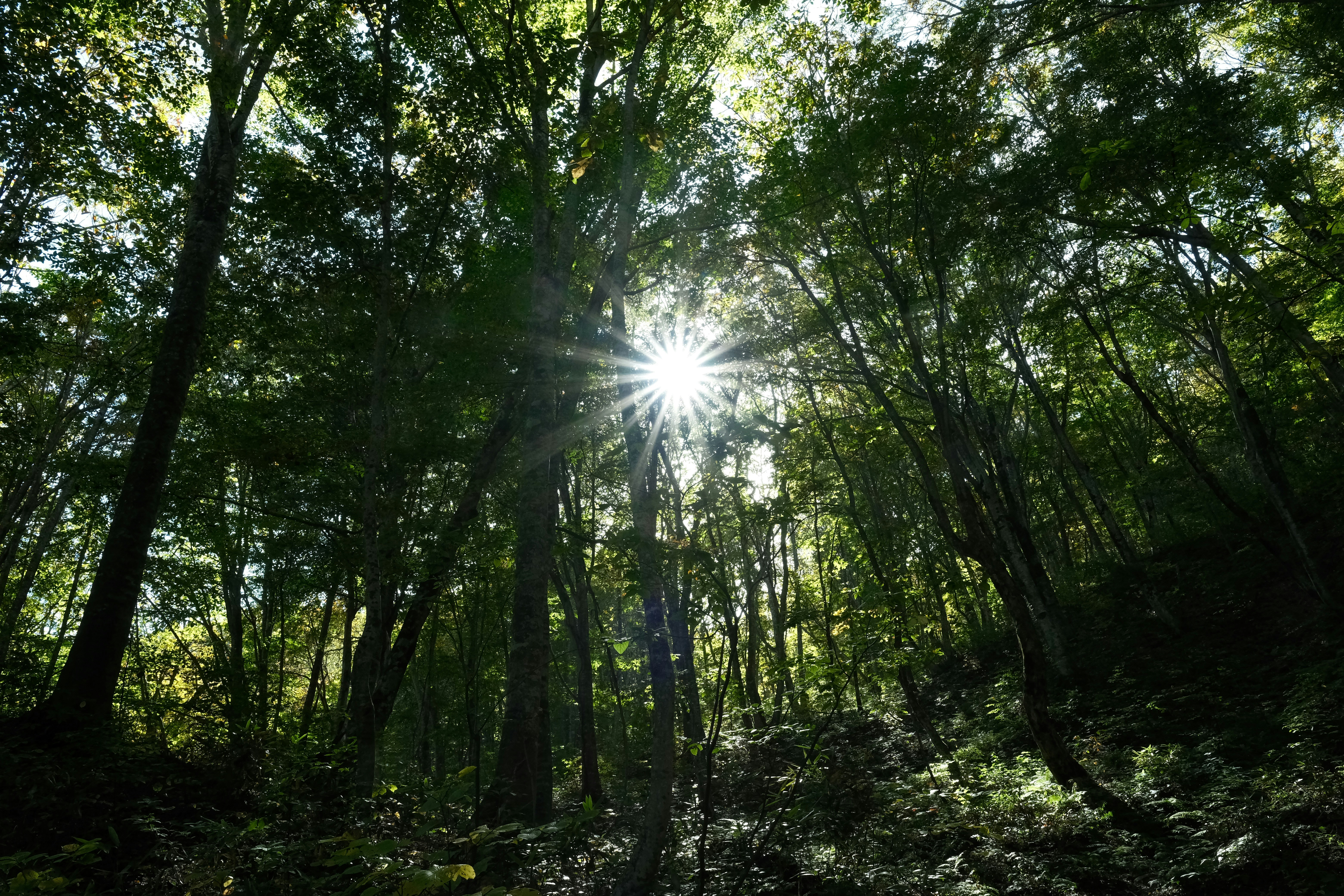 Photo by seiya_maeda