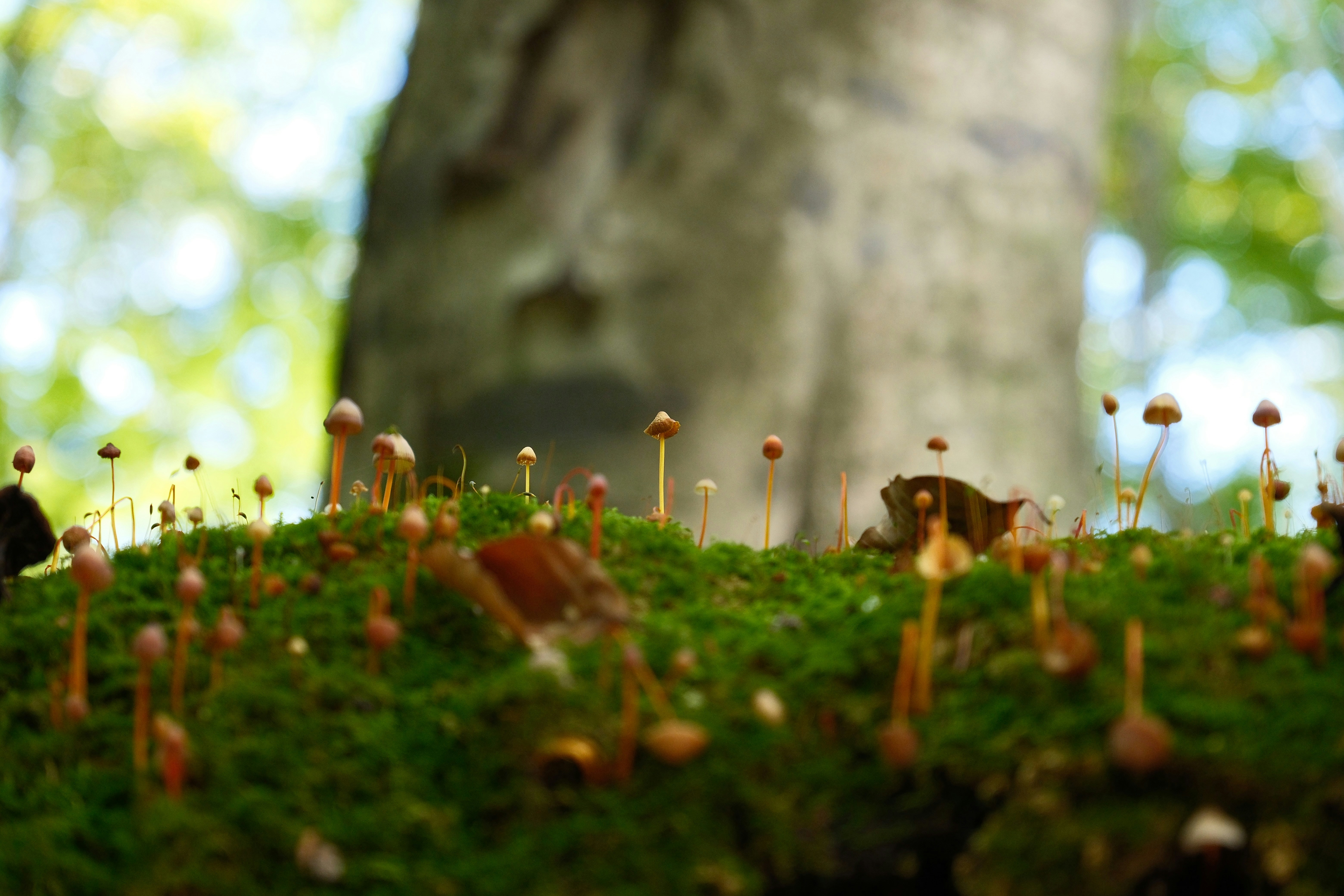 Photo by seiya_maeda