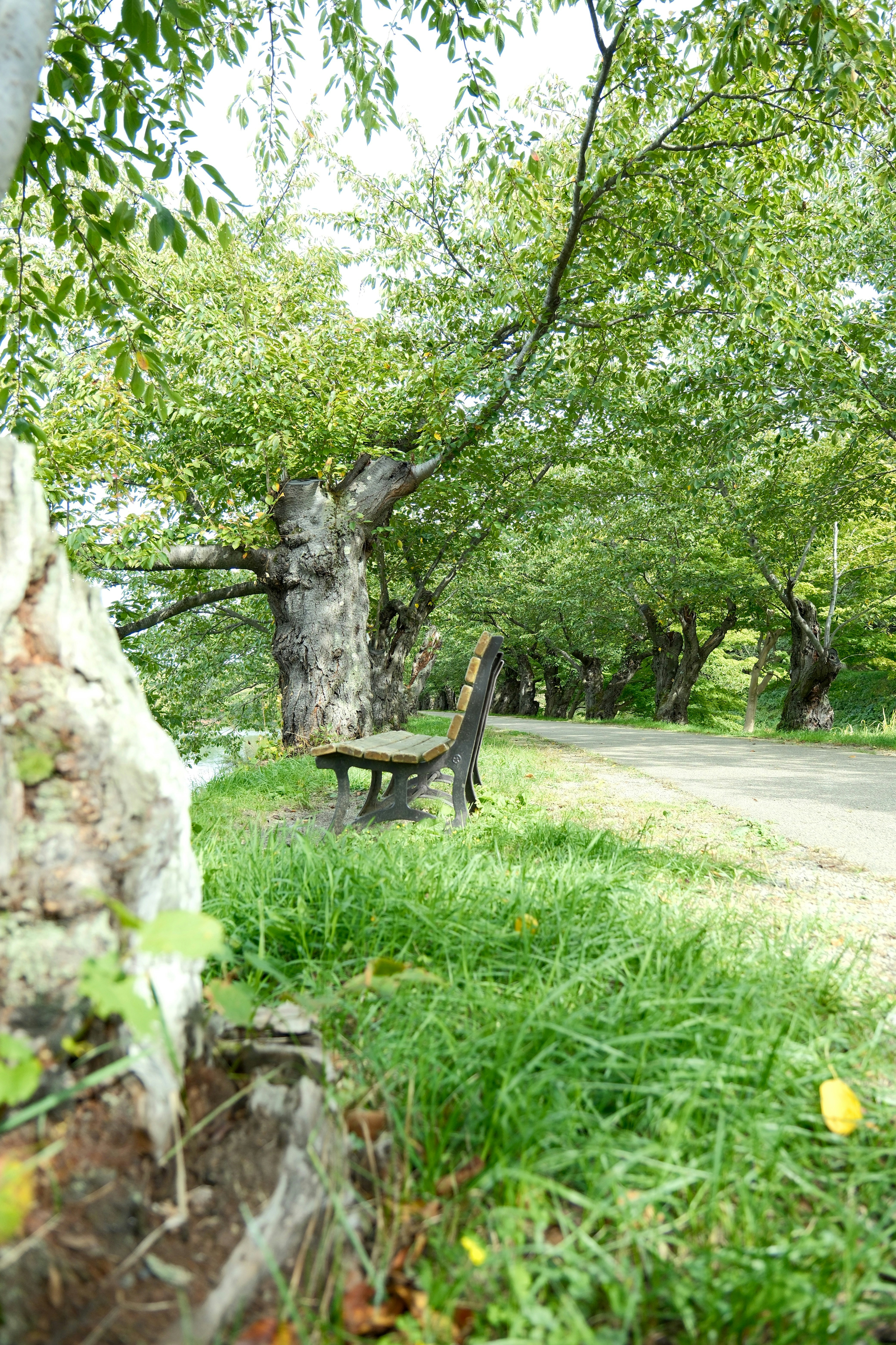 Photo by seiya_maeda