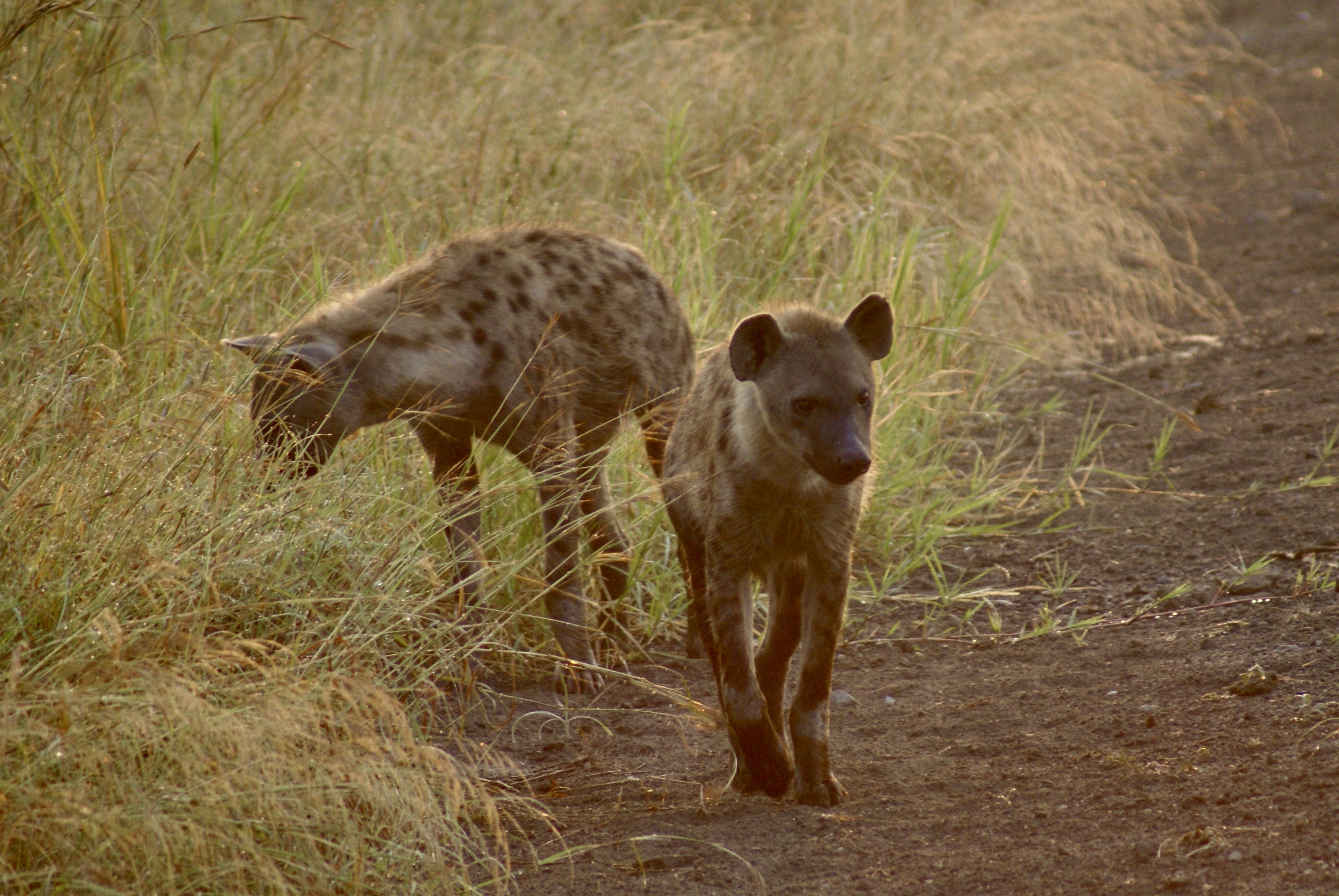 Hyenas