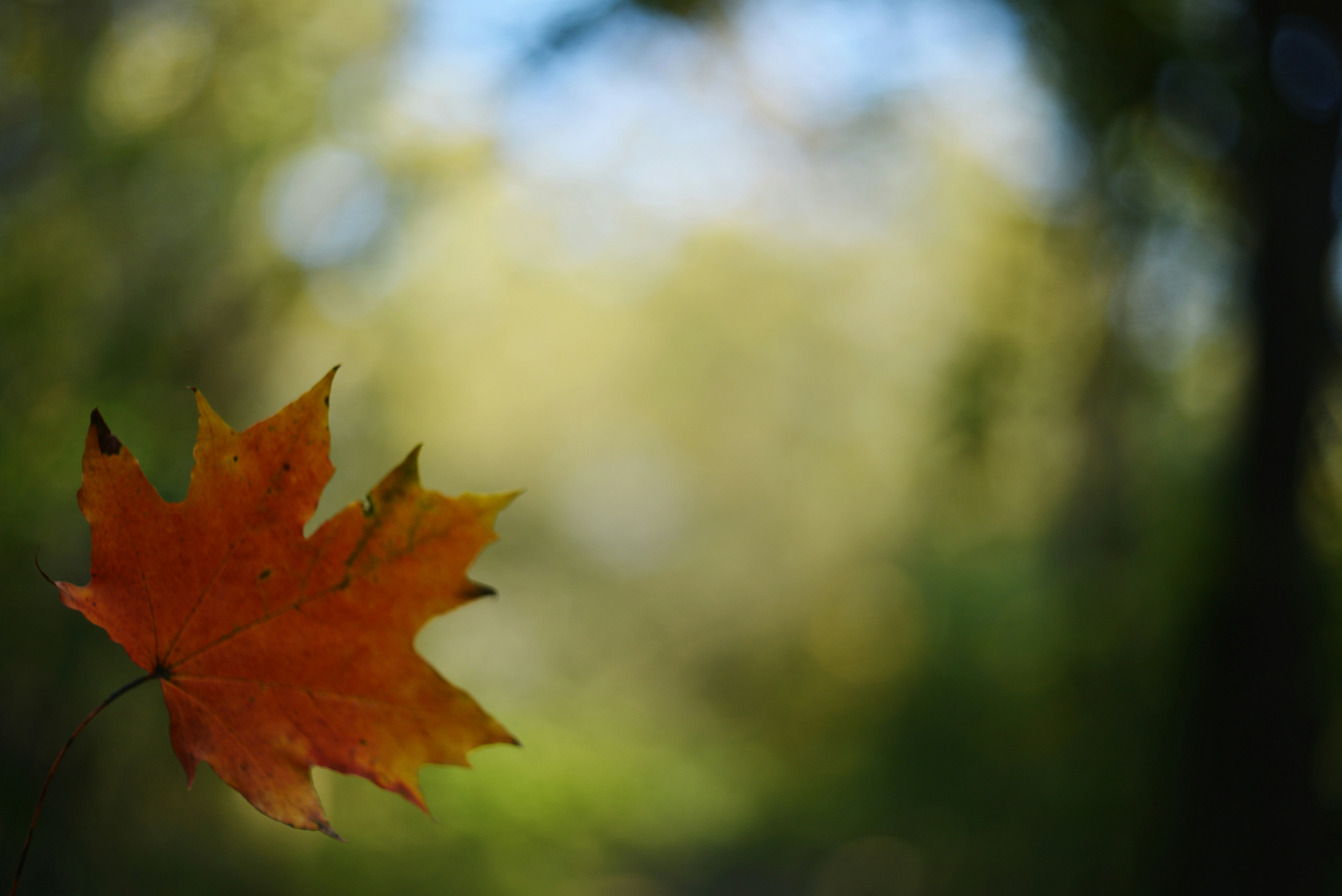 A single leaf is hanging from a tree