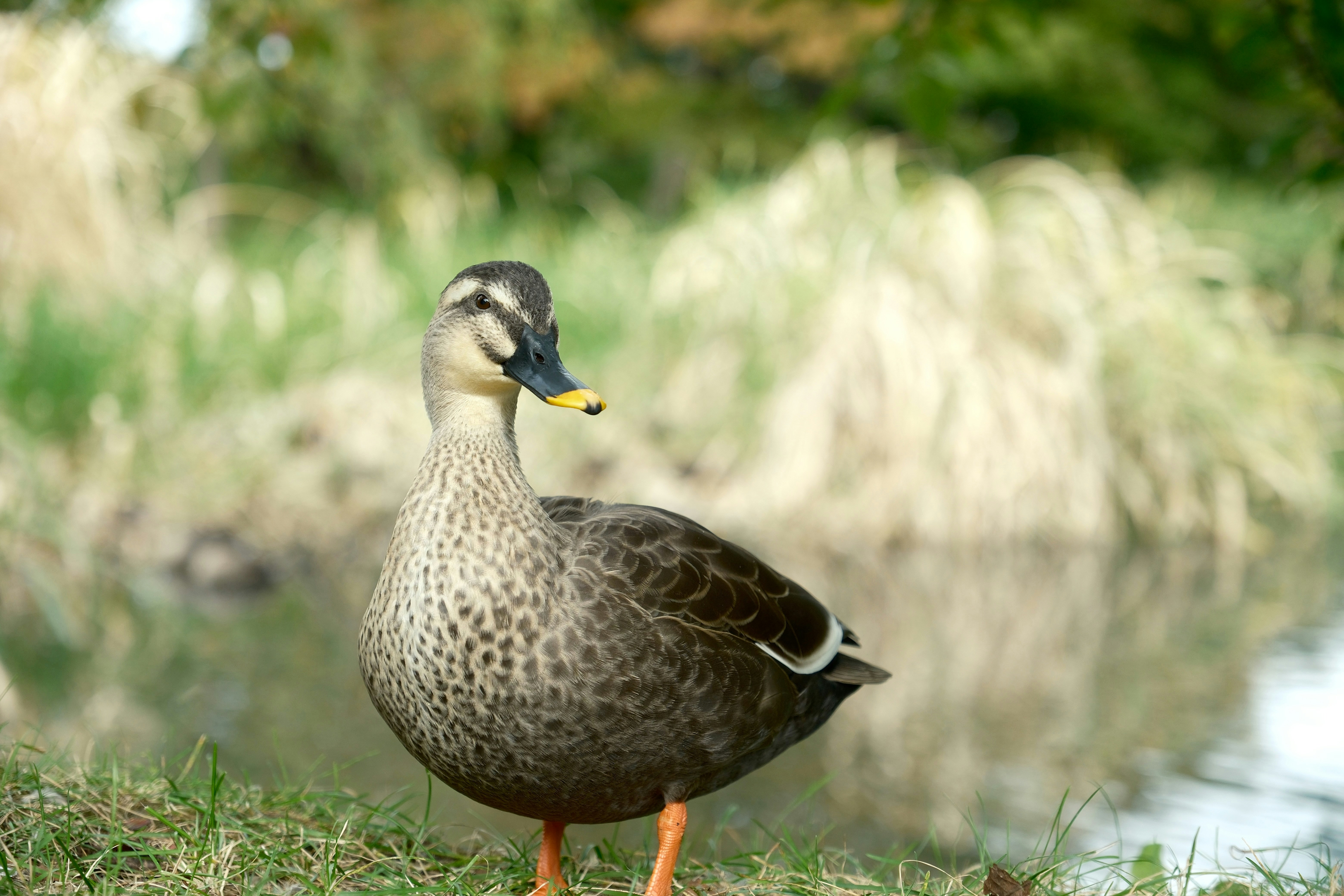 Photo by seiya_maeda