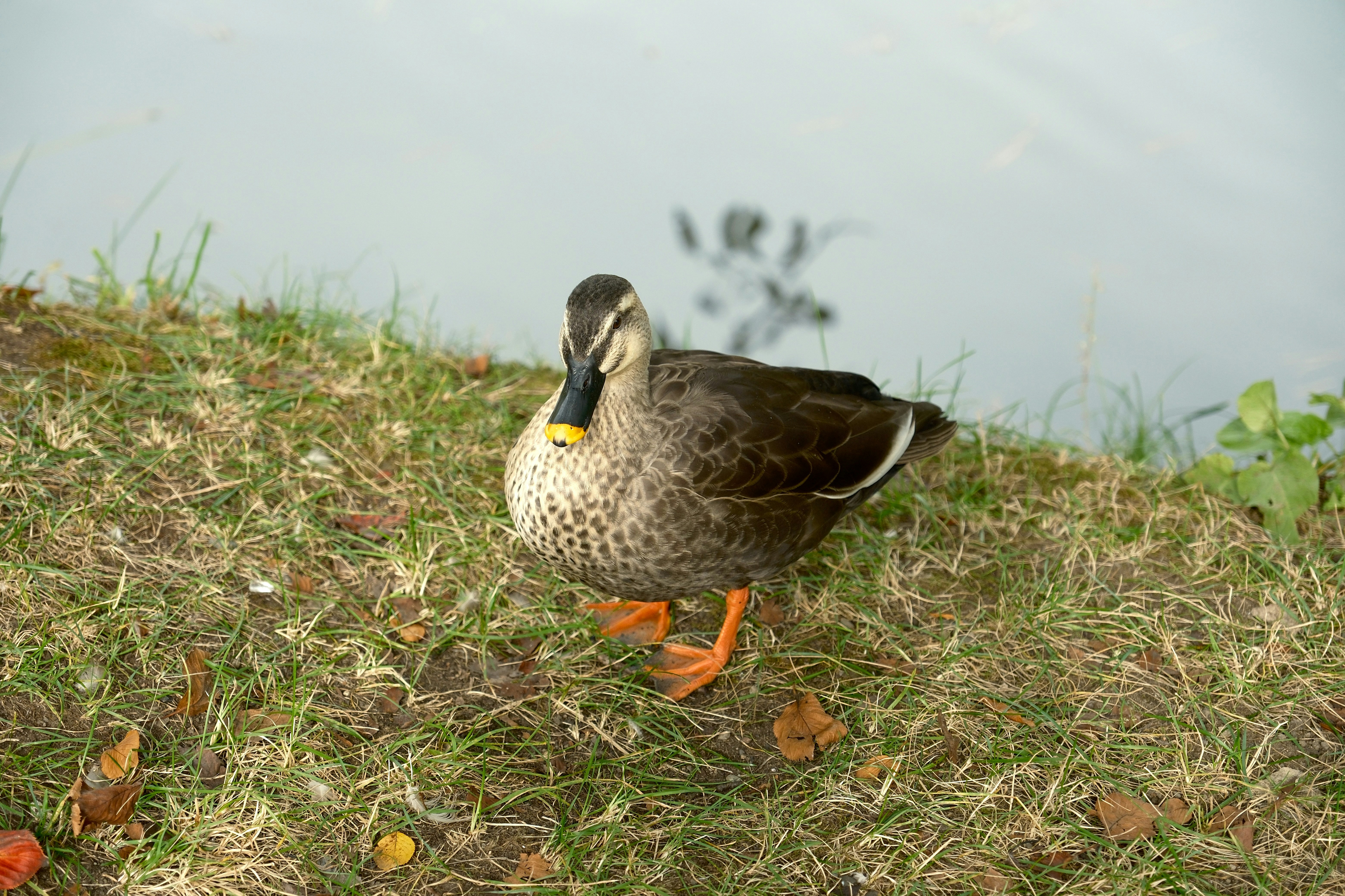 Photo by seiya_maeda