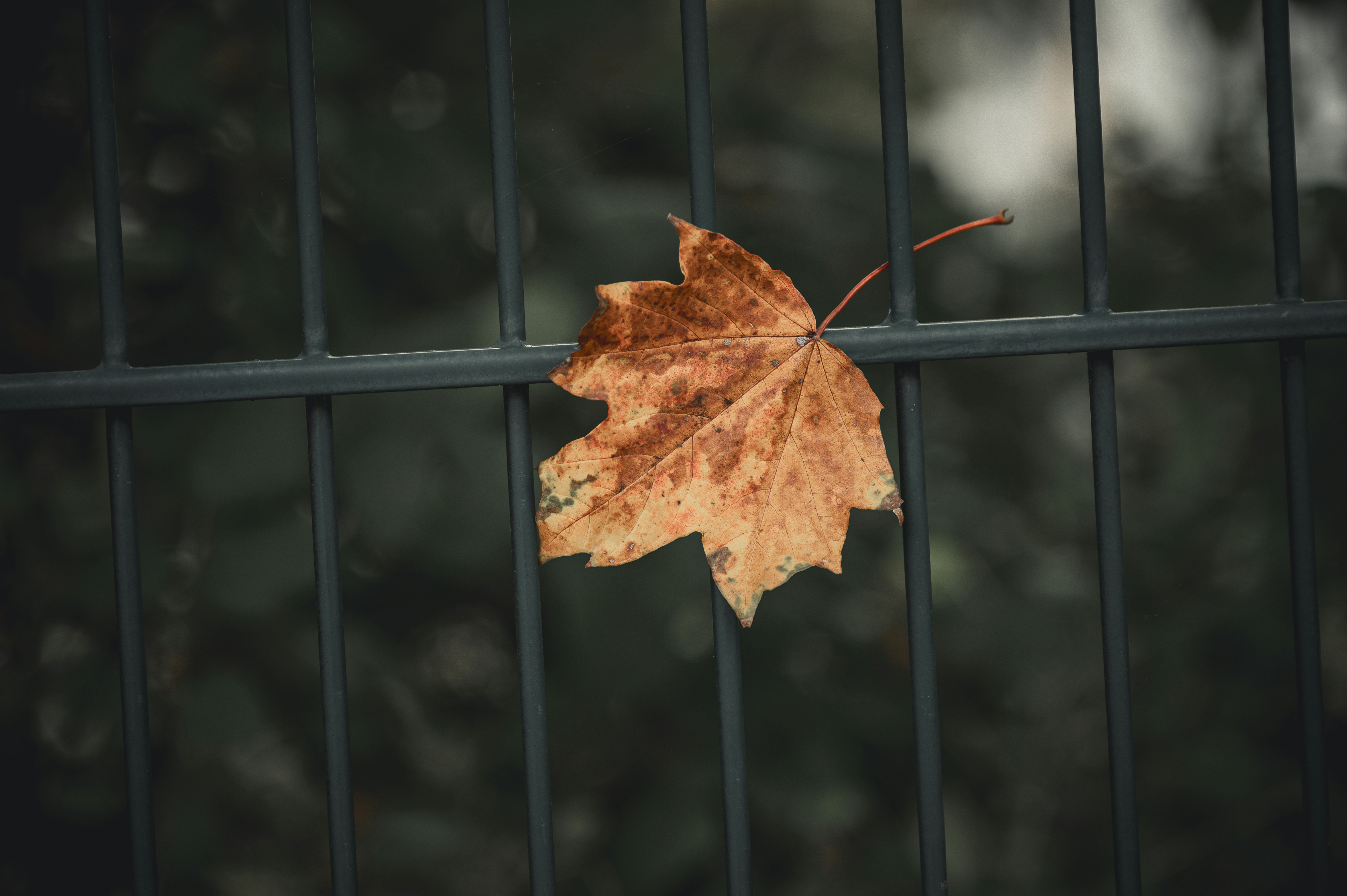 A single leaf is sitting on a fence