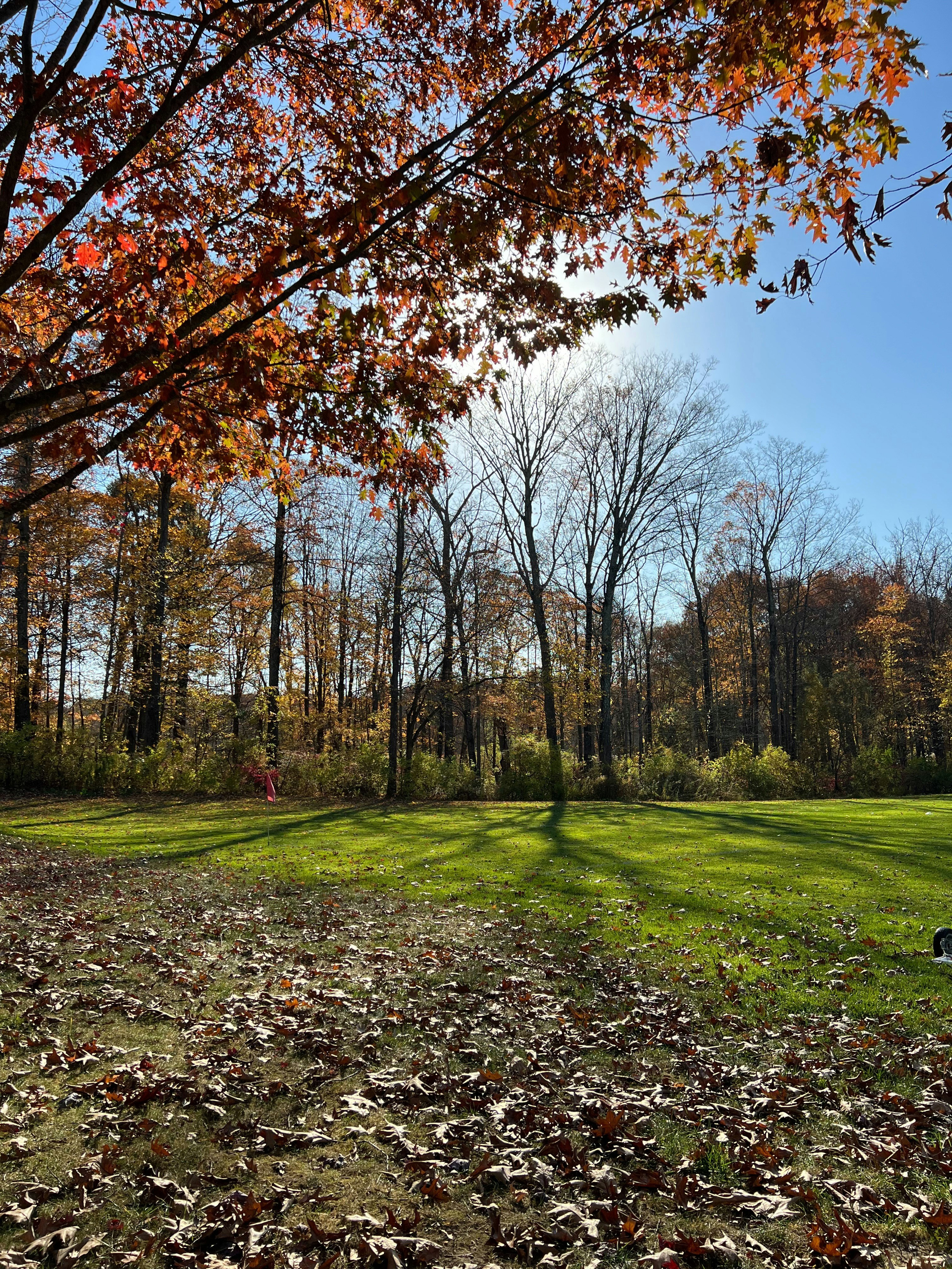 A park bench sitting in the middle of a leaf covered field
