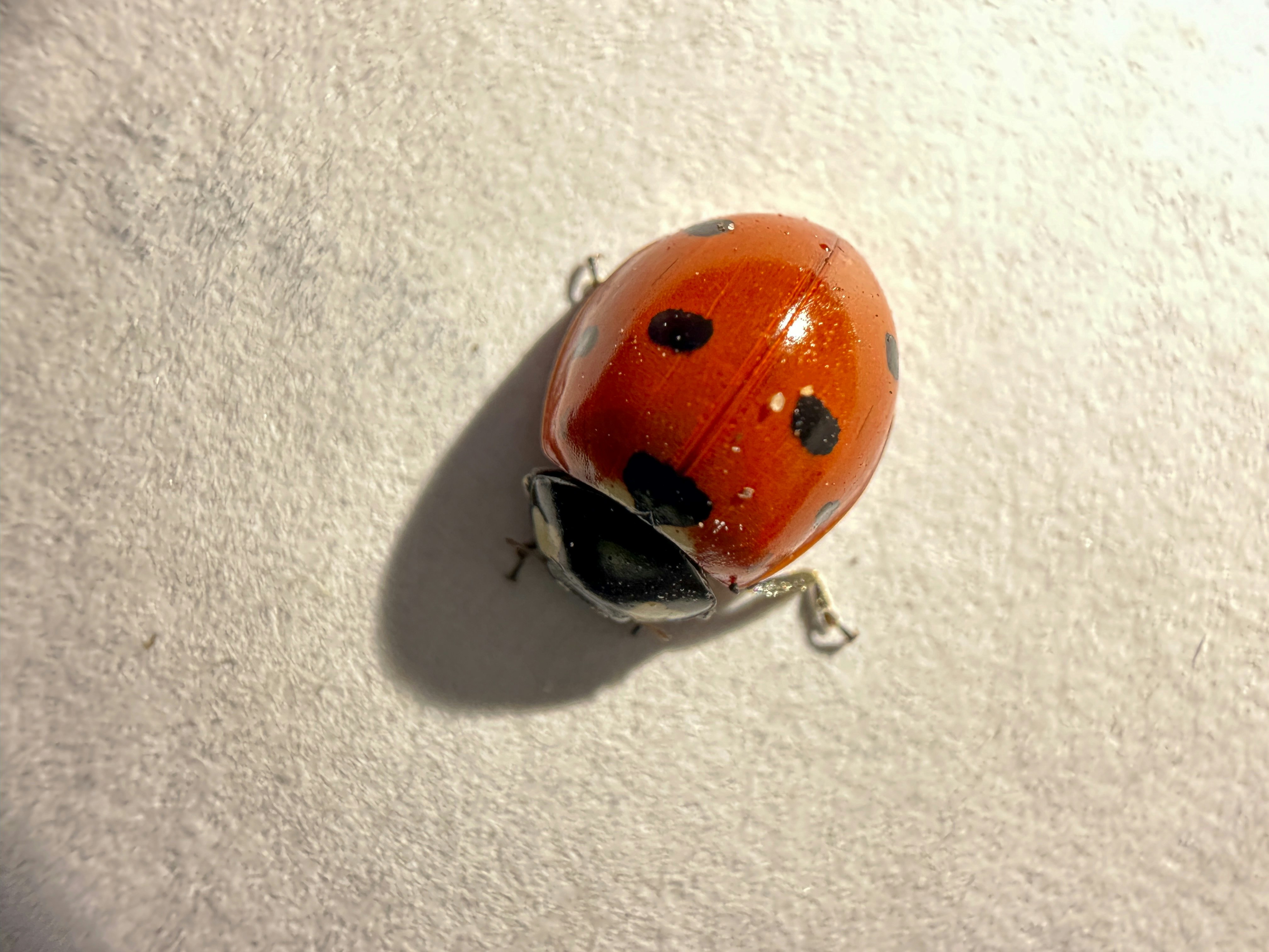 Una mariquita sentada sobre una superficie blanca