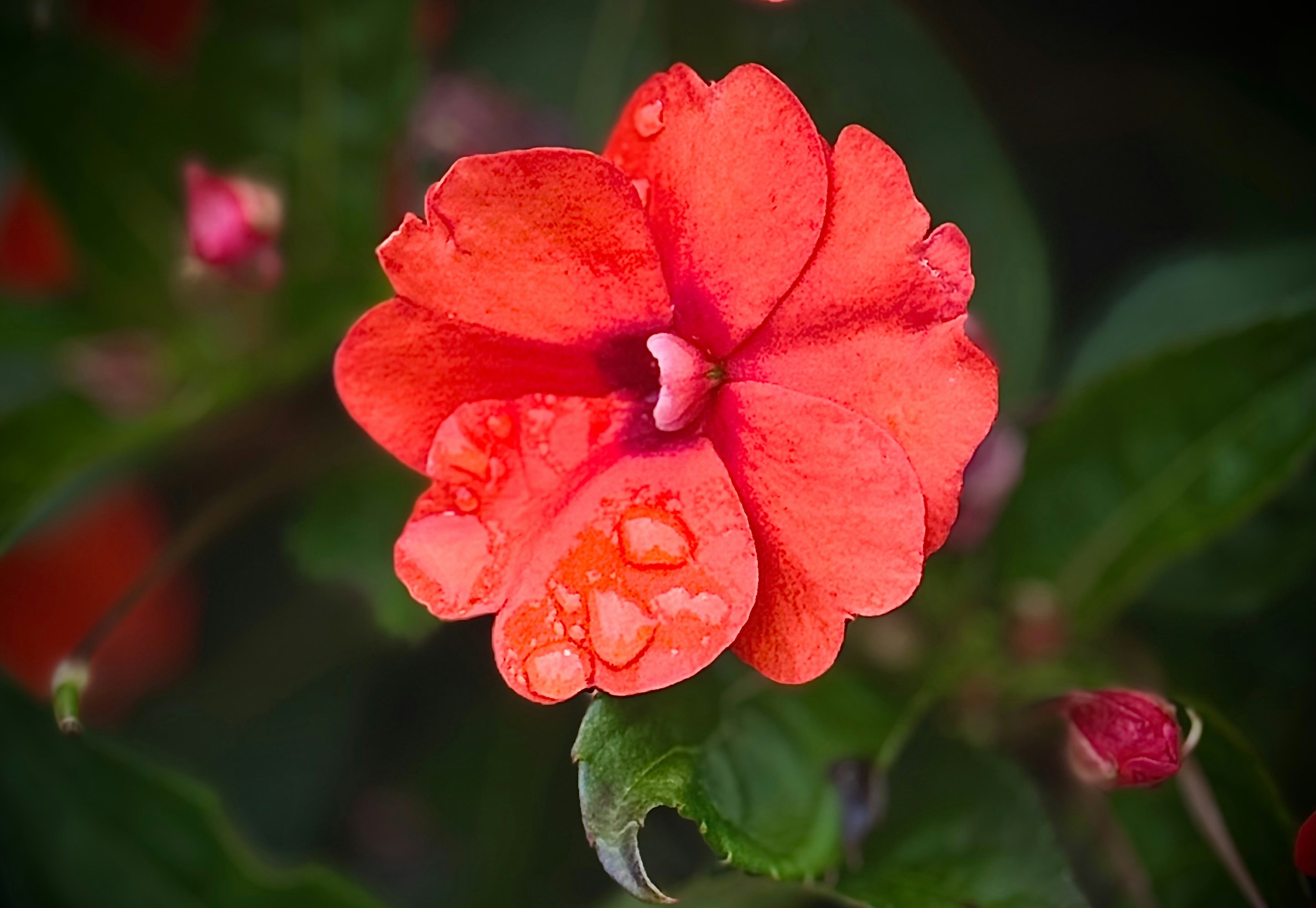 Eine rote Blume mit Wassertropfen darauf