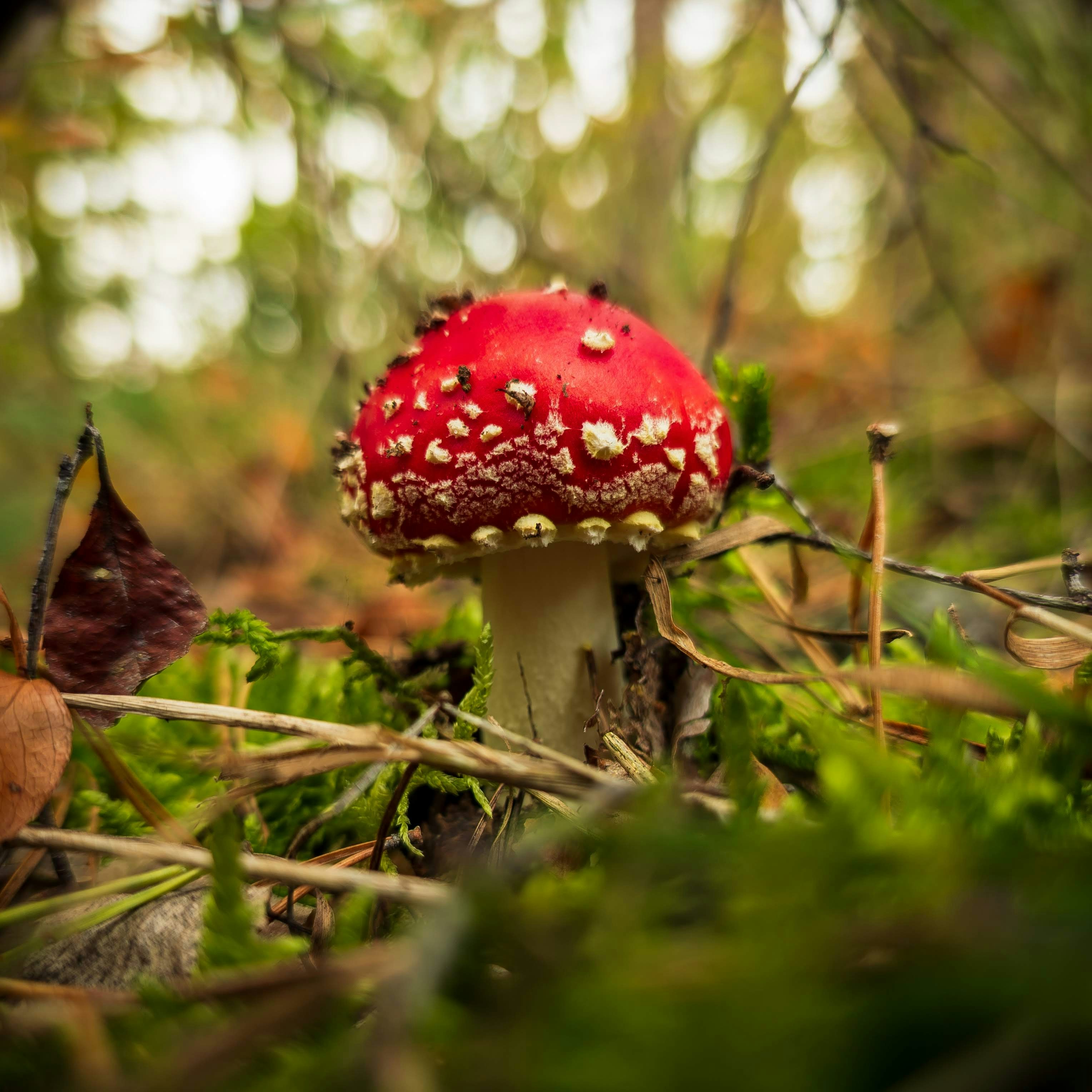 A red mushroom sitting on top of a lush green forest