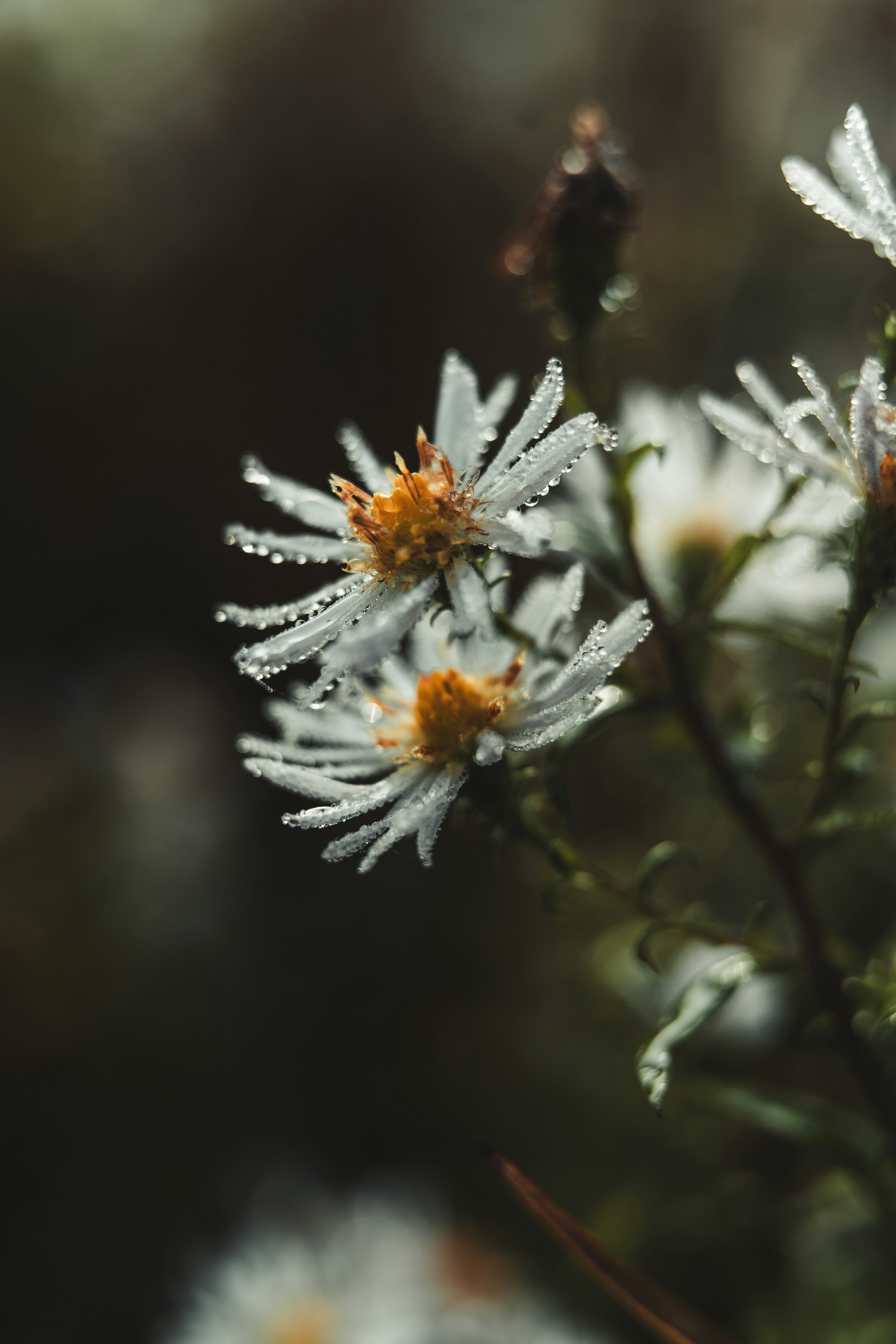 Photo by dermanuskript