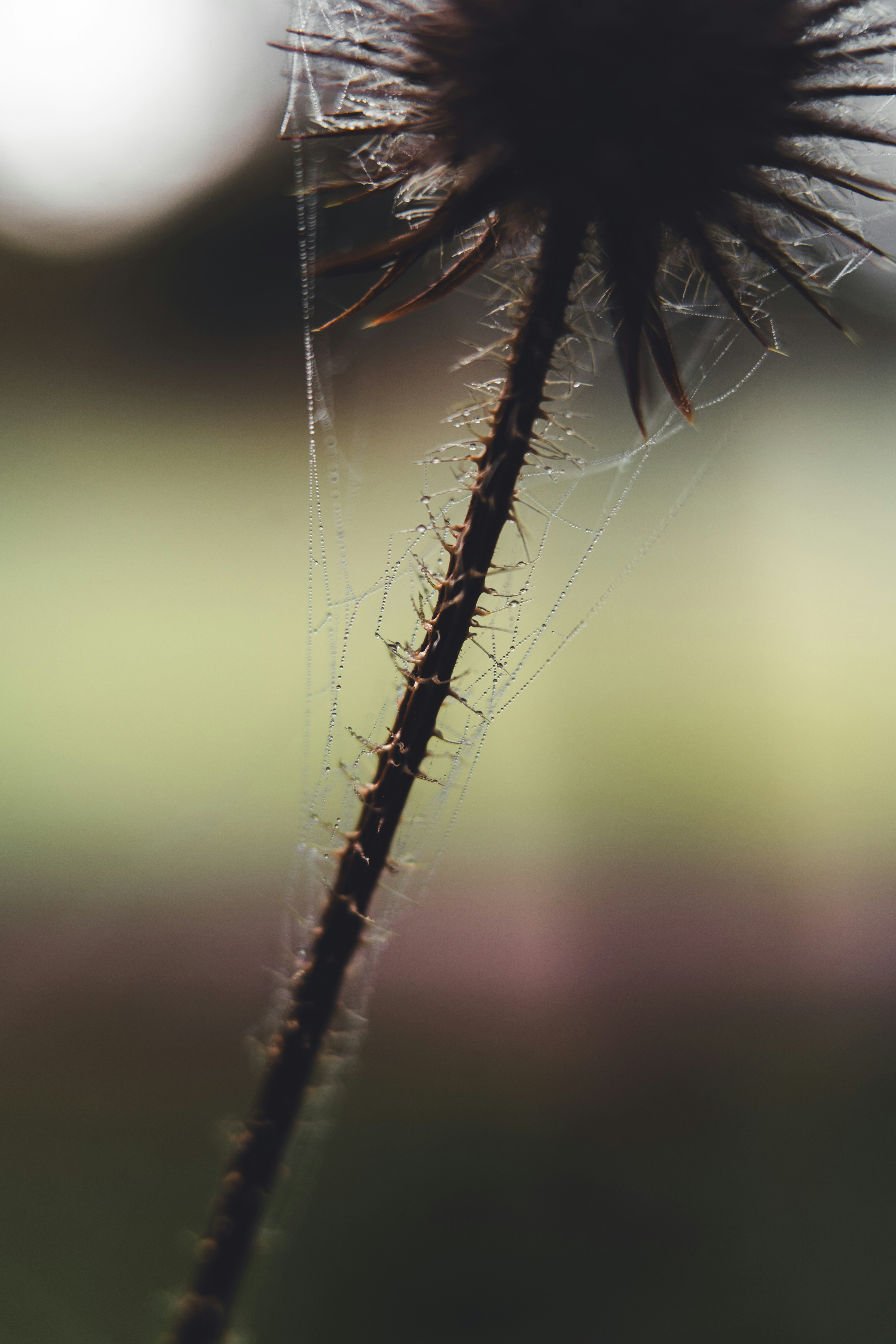 Photo by dermanuskript