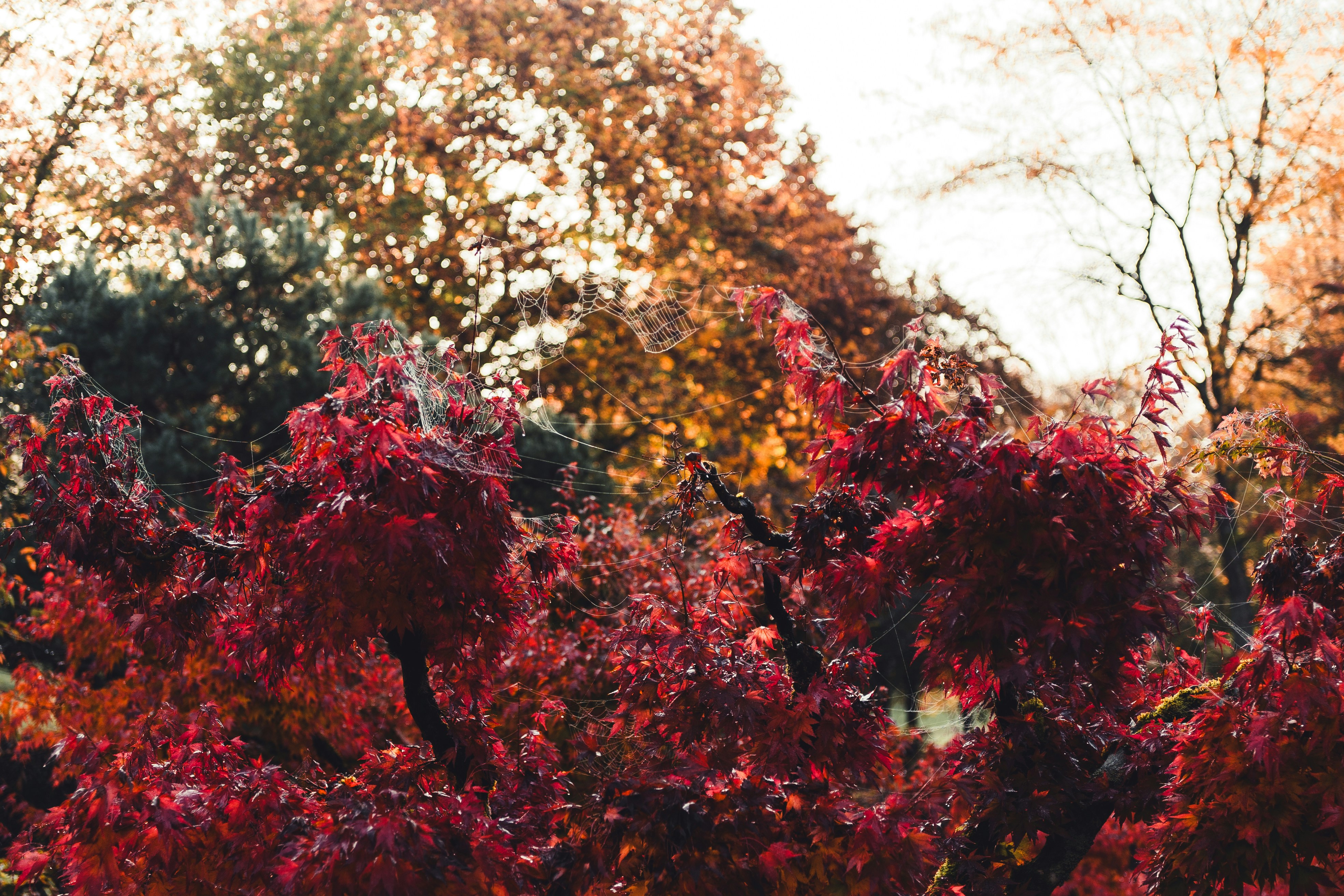 Photo by dermanuskript