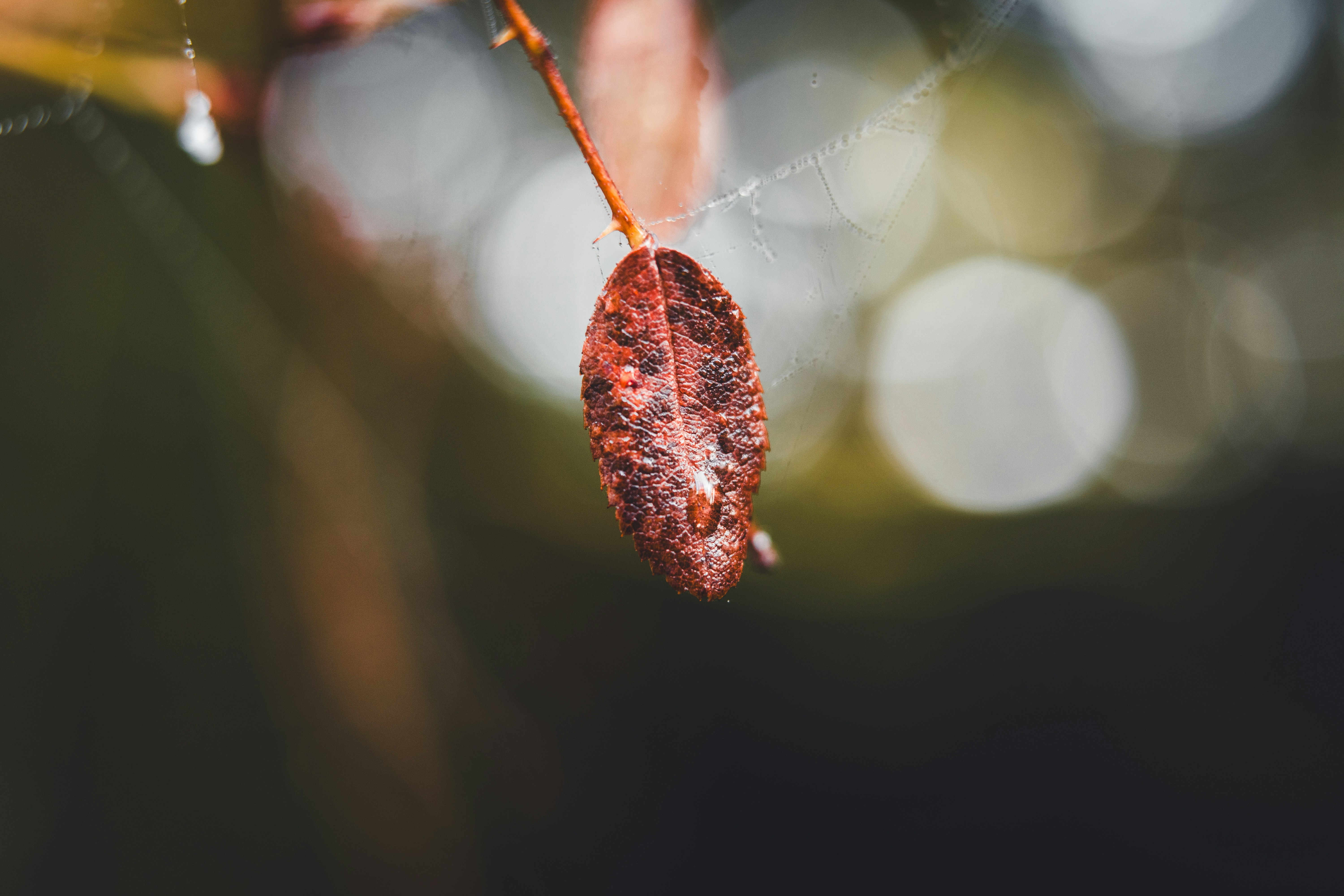 Photo by dermanuskript