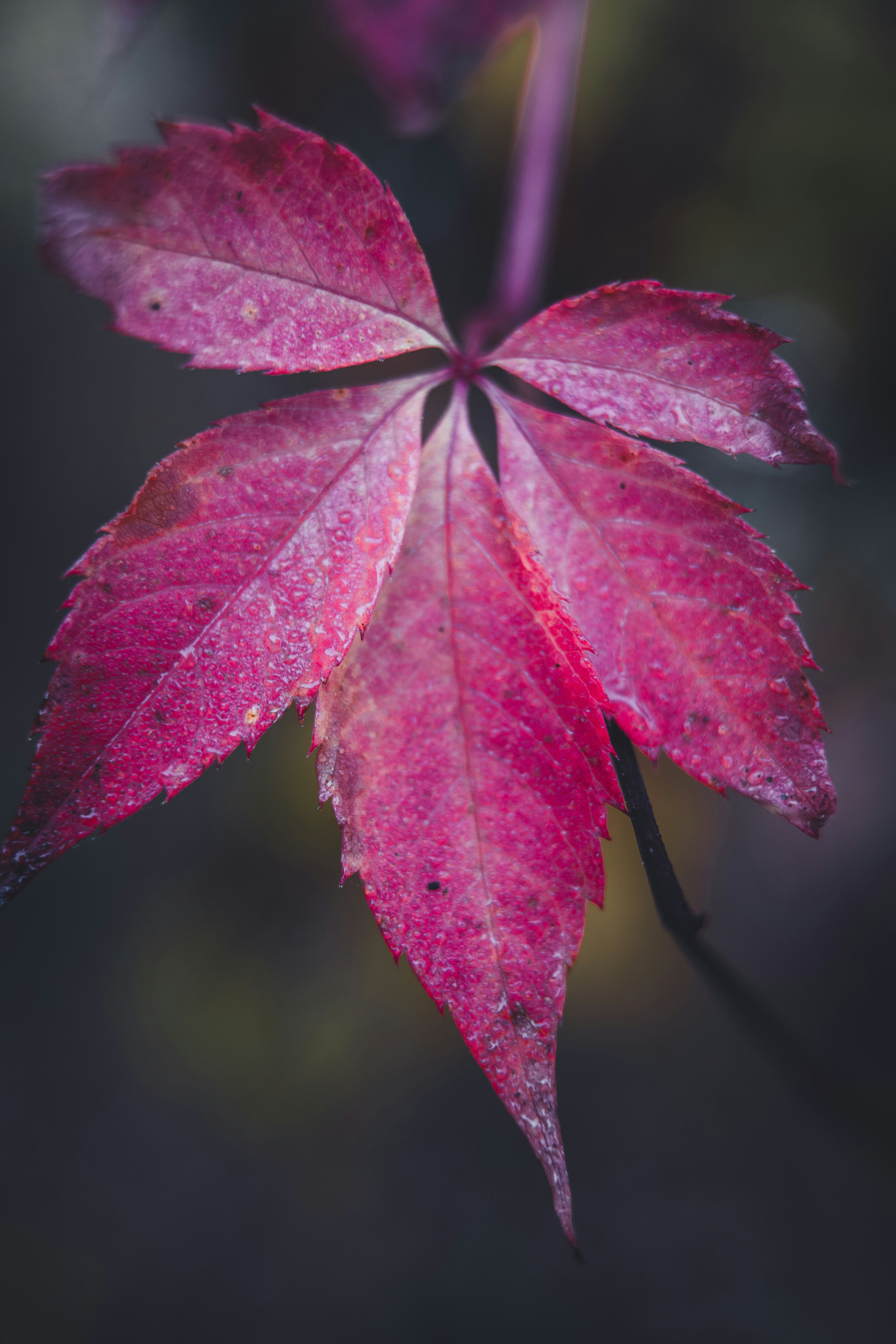 Photo by dermanuskript