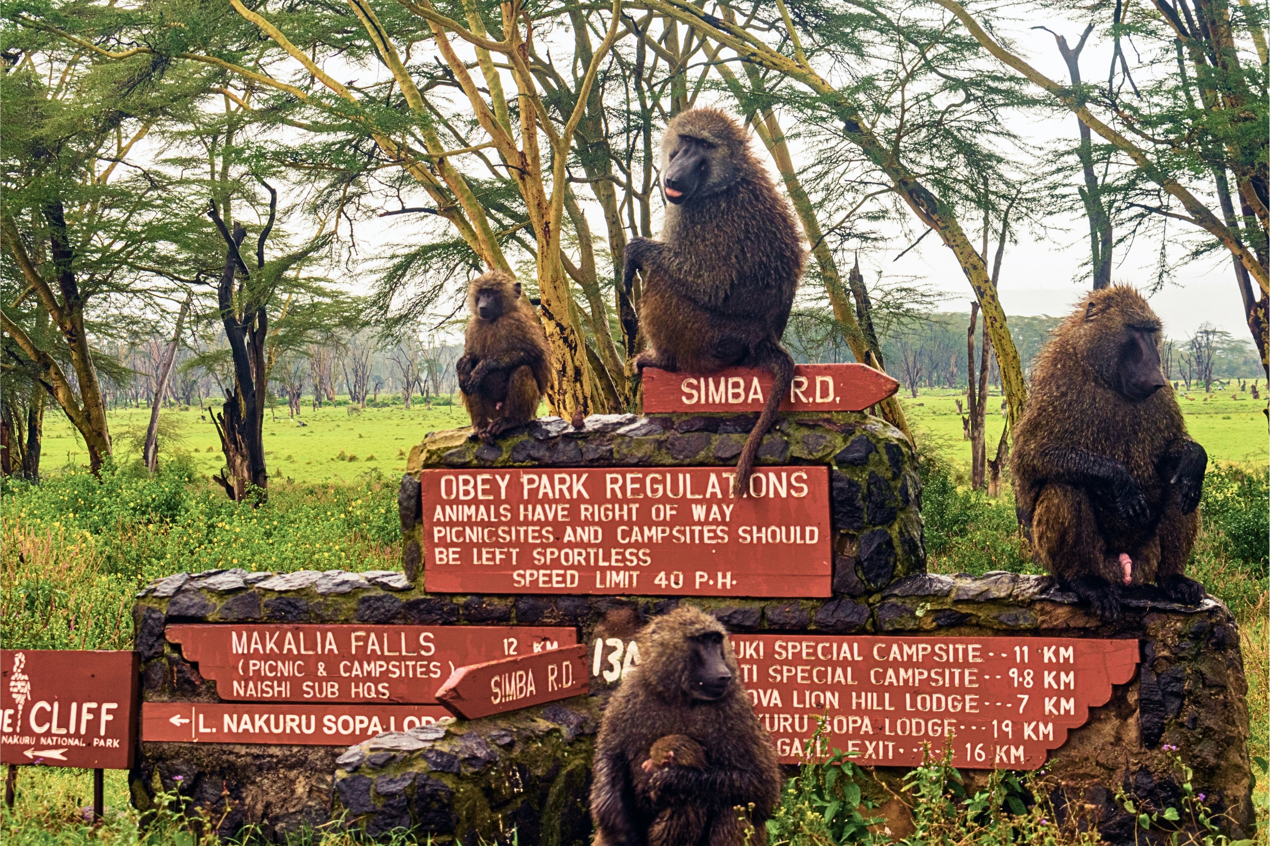 A group of monkeys sitting on top of a sign