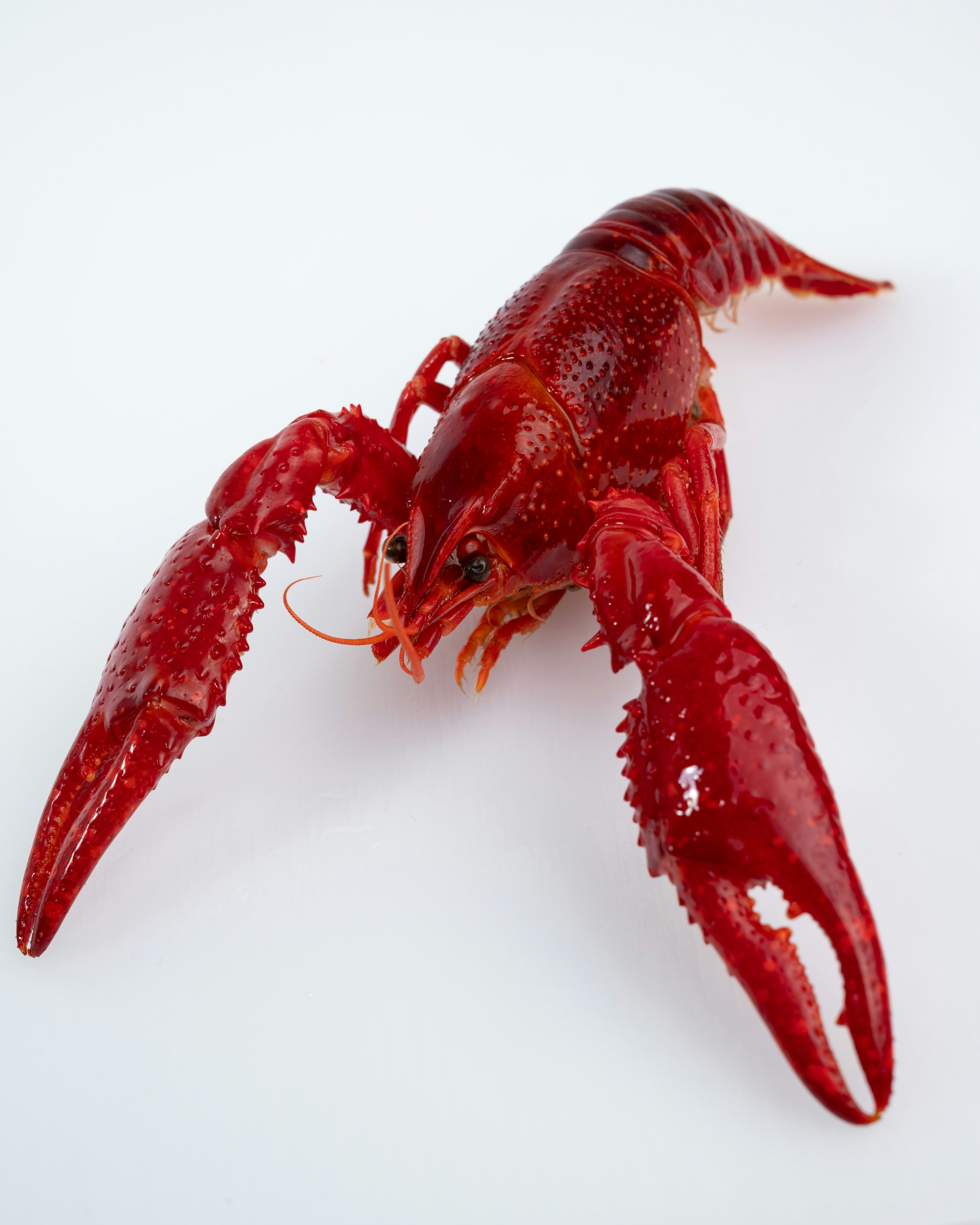 A close up of a red lobster on a white surface