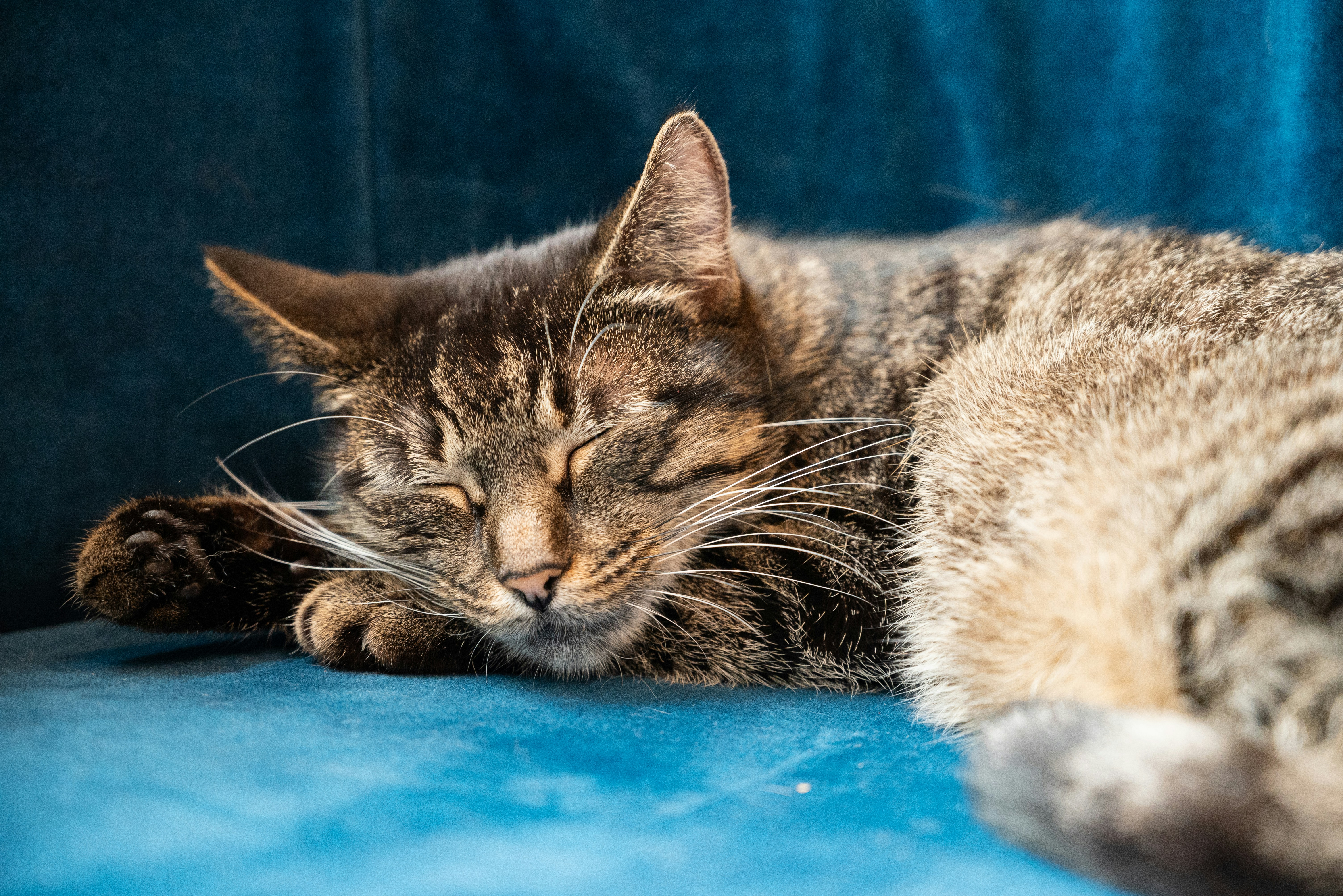Um gato está dormindo em um sofá azul foto – Imagem grátis sobre Gato na  Unsplash, image size:3000x2003