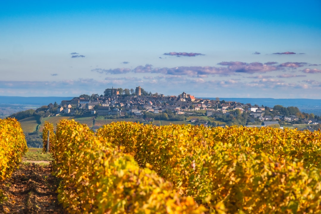 Sancerre : d'où vient ce goût de « pierre à fusil » ?
