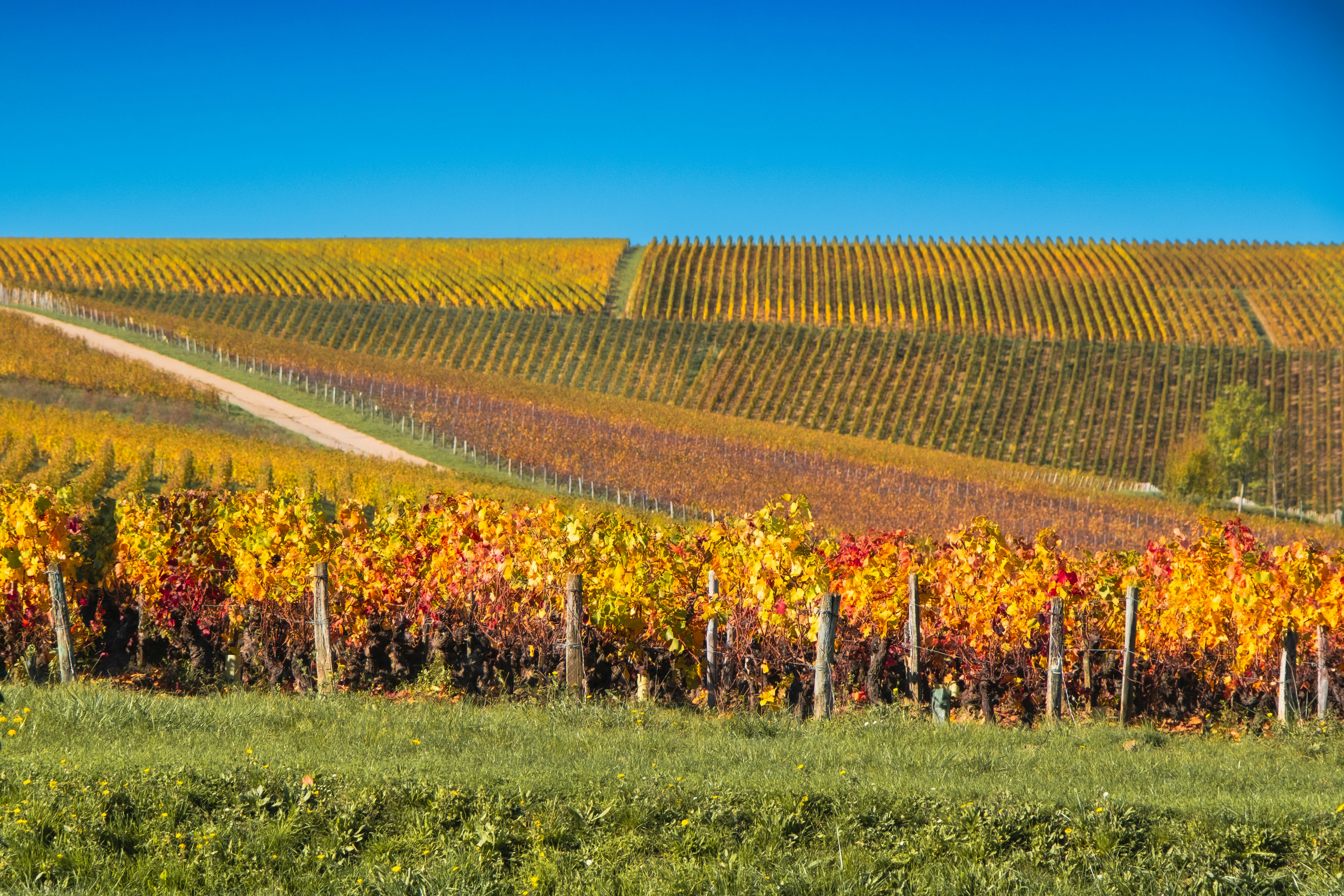 A vineyard with many rows of trees in the background