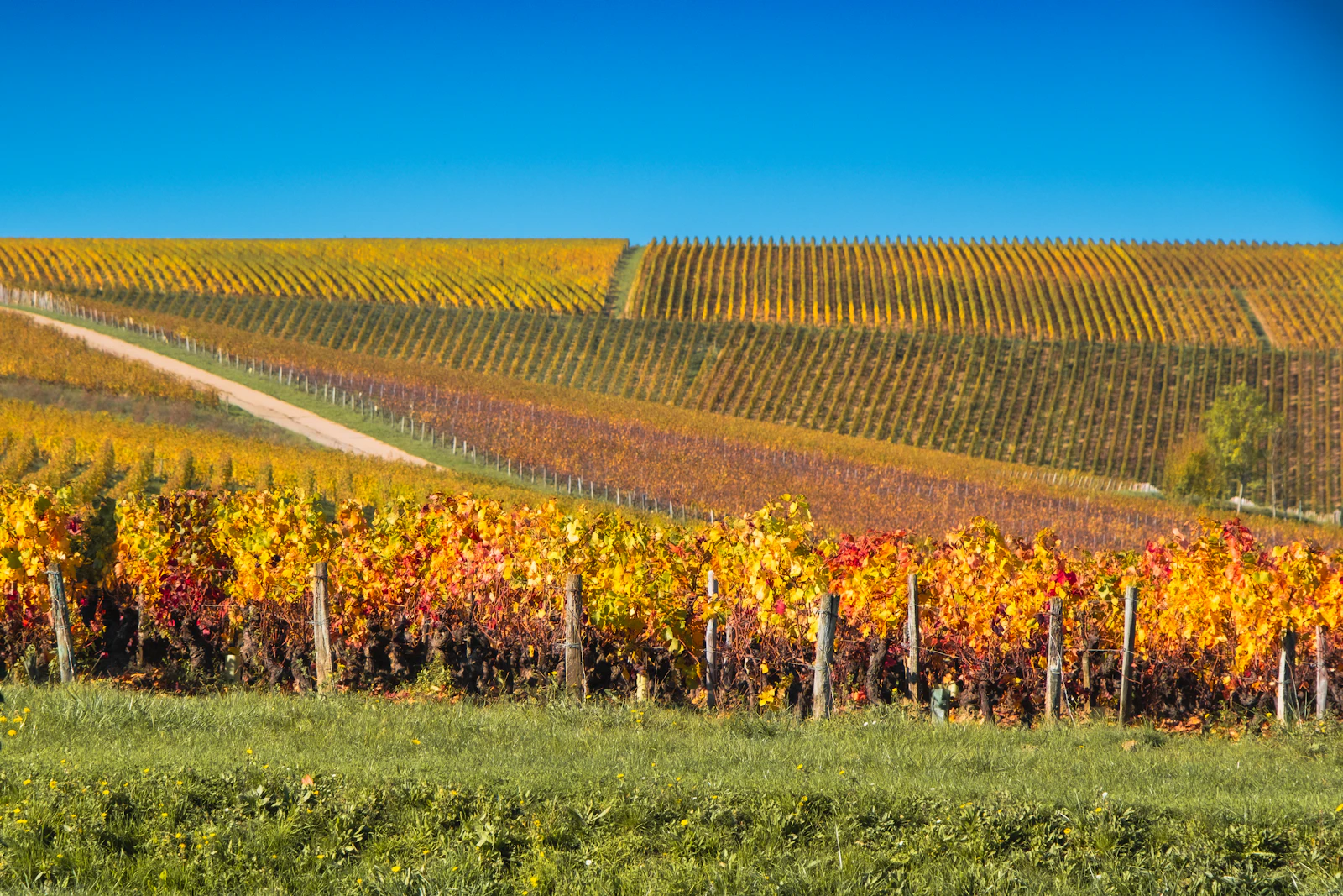 Vignes du Val de Loire sur coteau