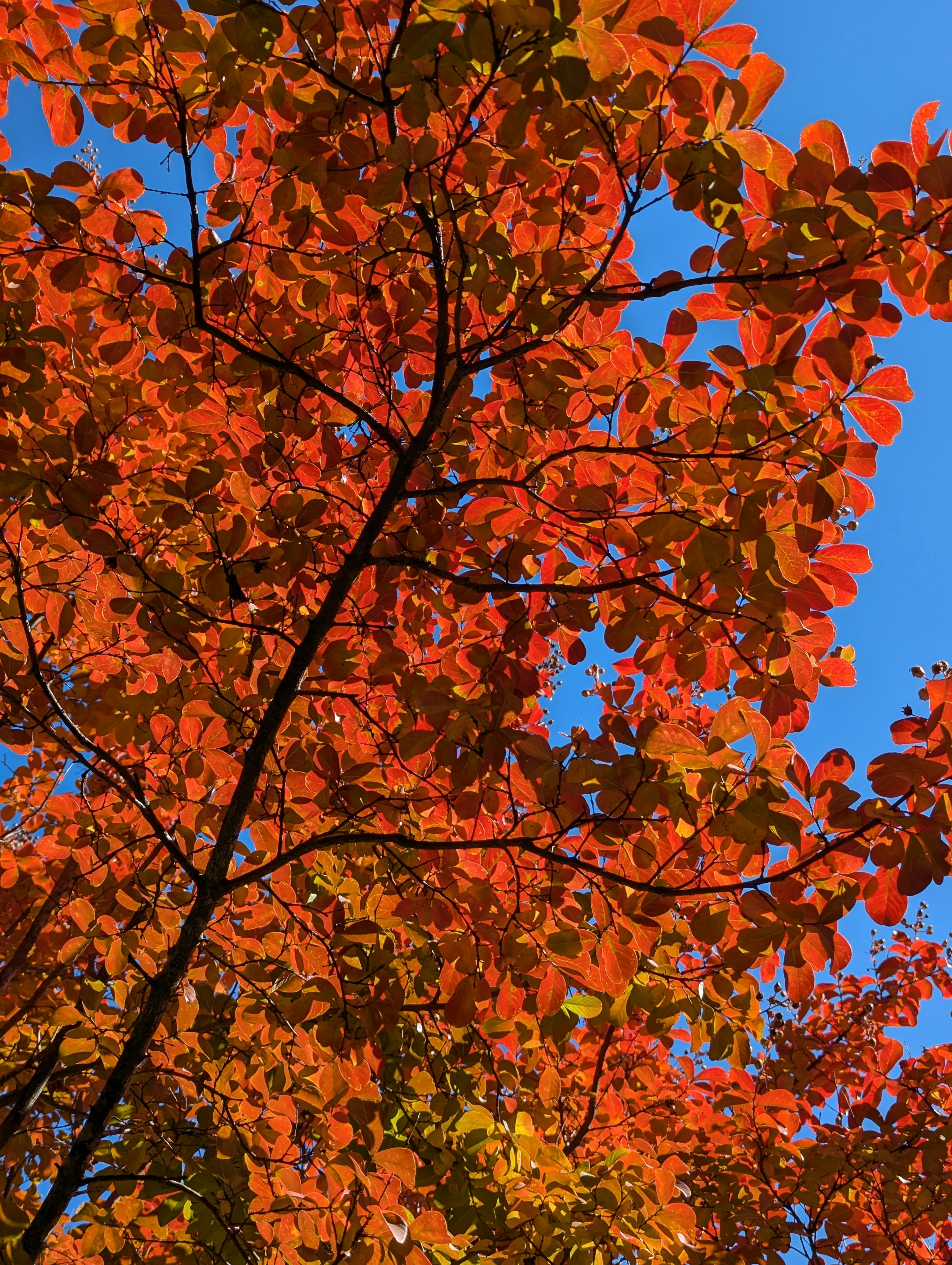 A tree with orange leaves and a blue sky in the background photo – Free ...