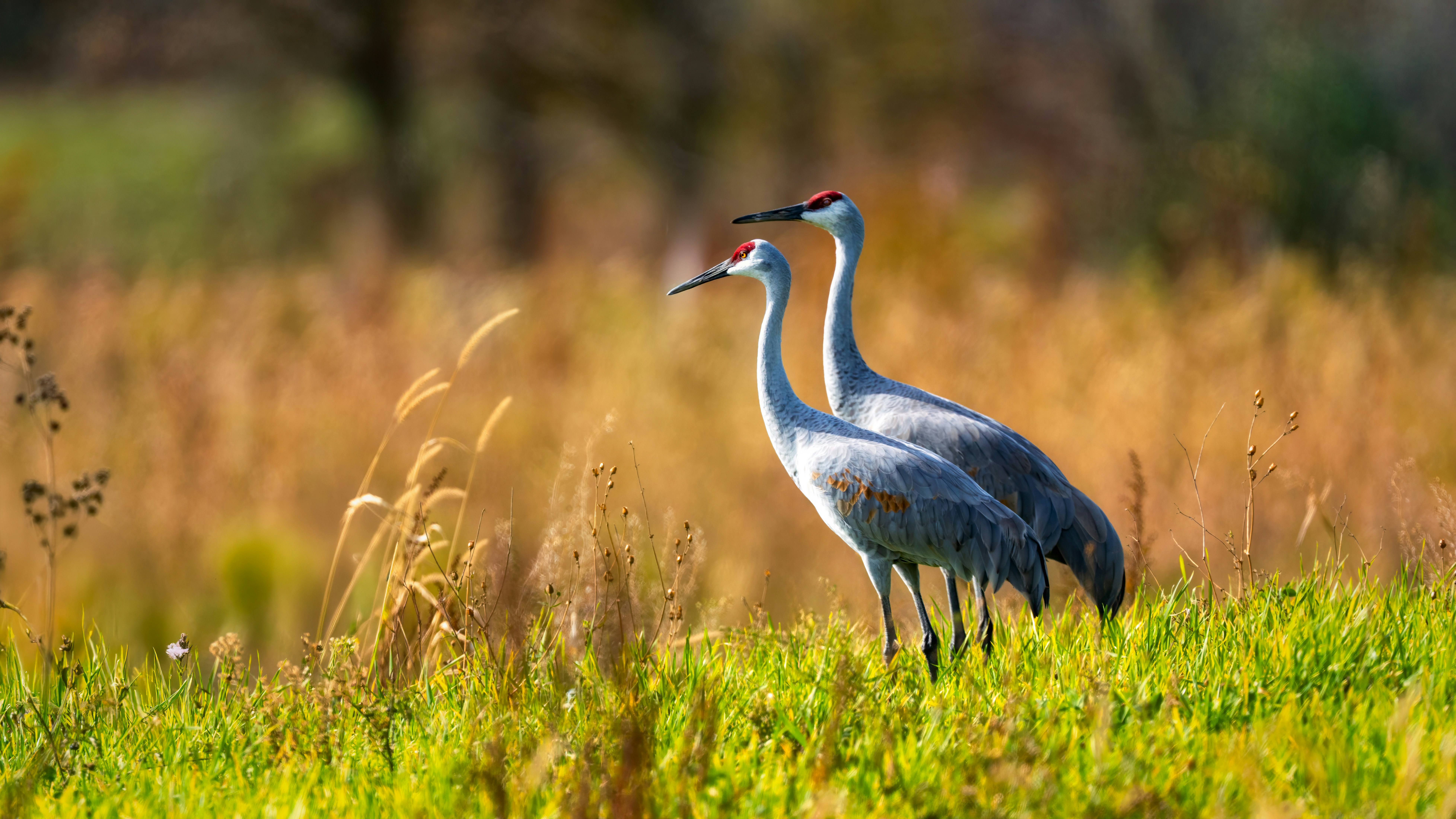 A couple of birds standing on top of a lush green field