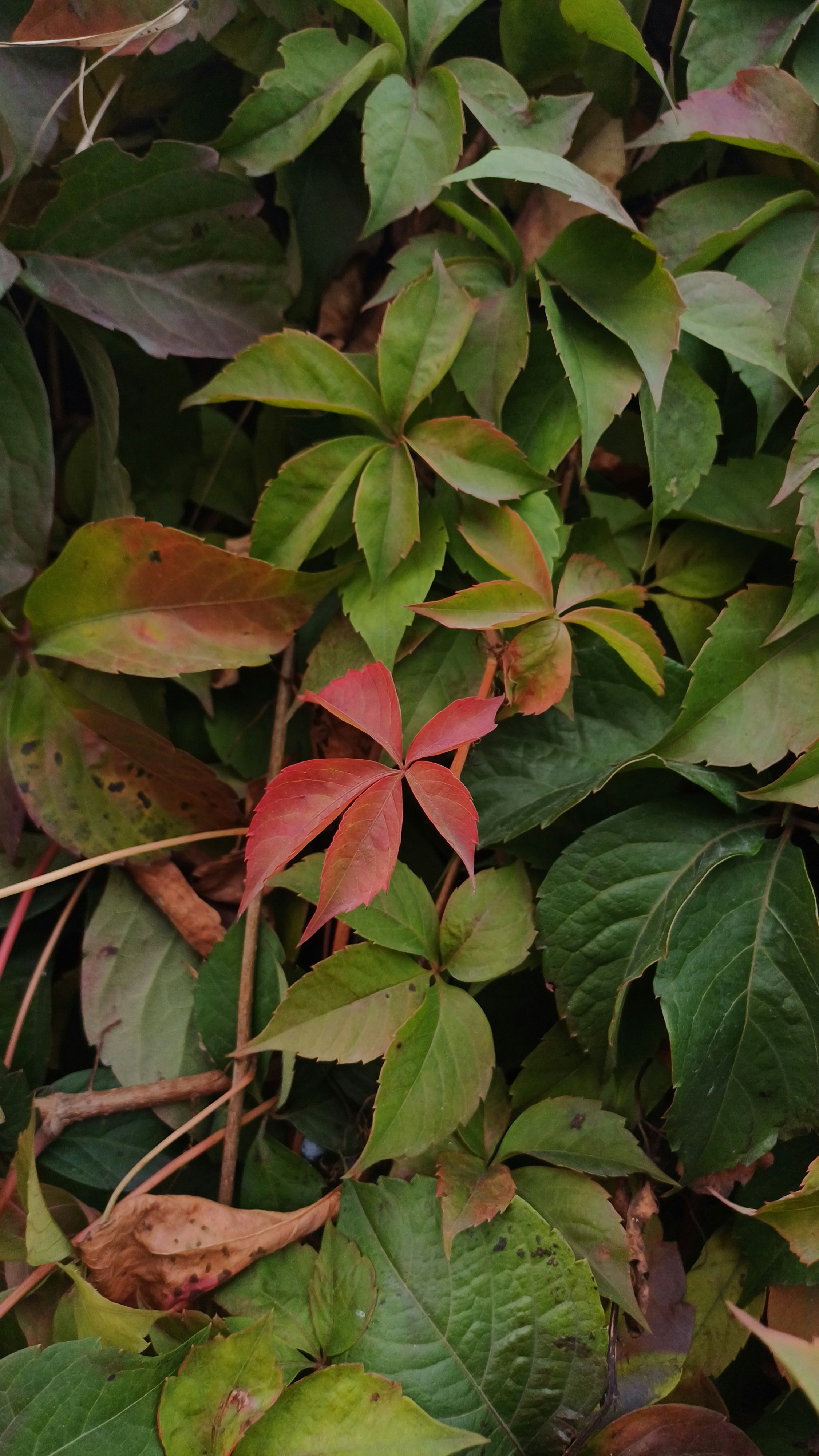 Photo by salihasultansogutlu