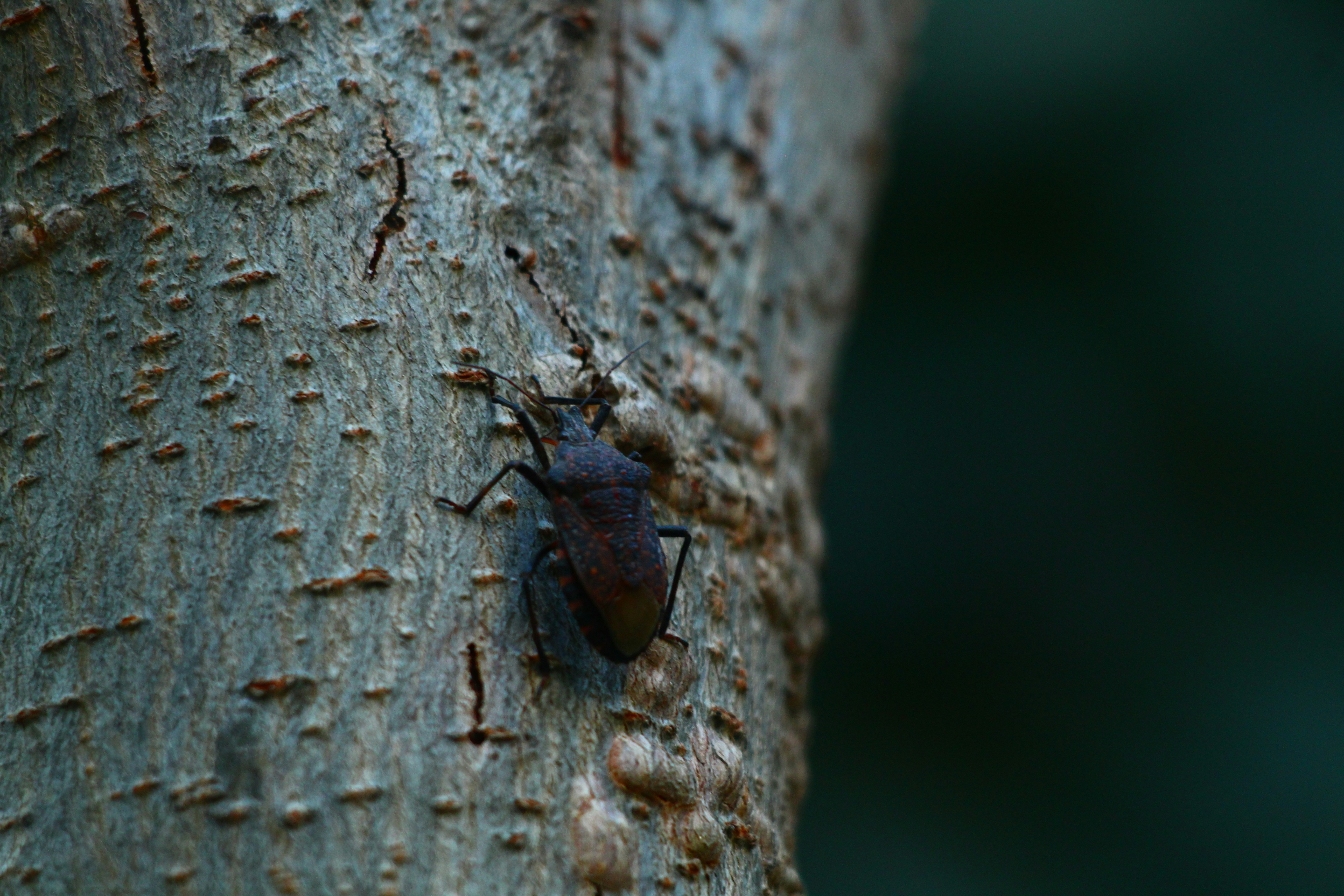 The Tiny Menace: Meet the Mountain Pine Beetle (image credits: unsplash)