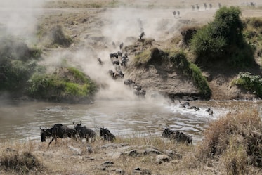 A herd of wild animals walking across a river