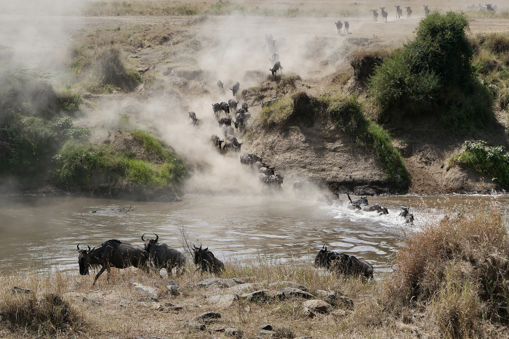 Wildebeest crossing the Mara River