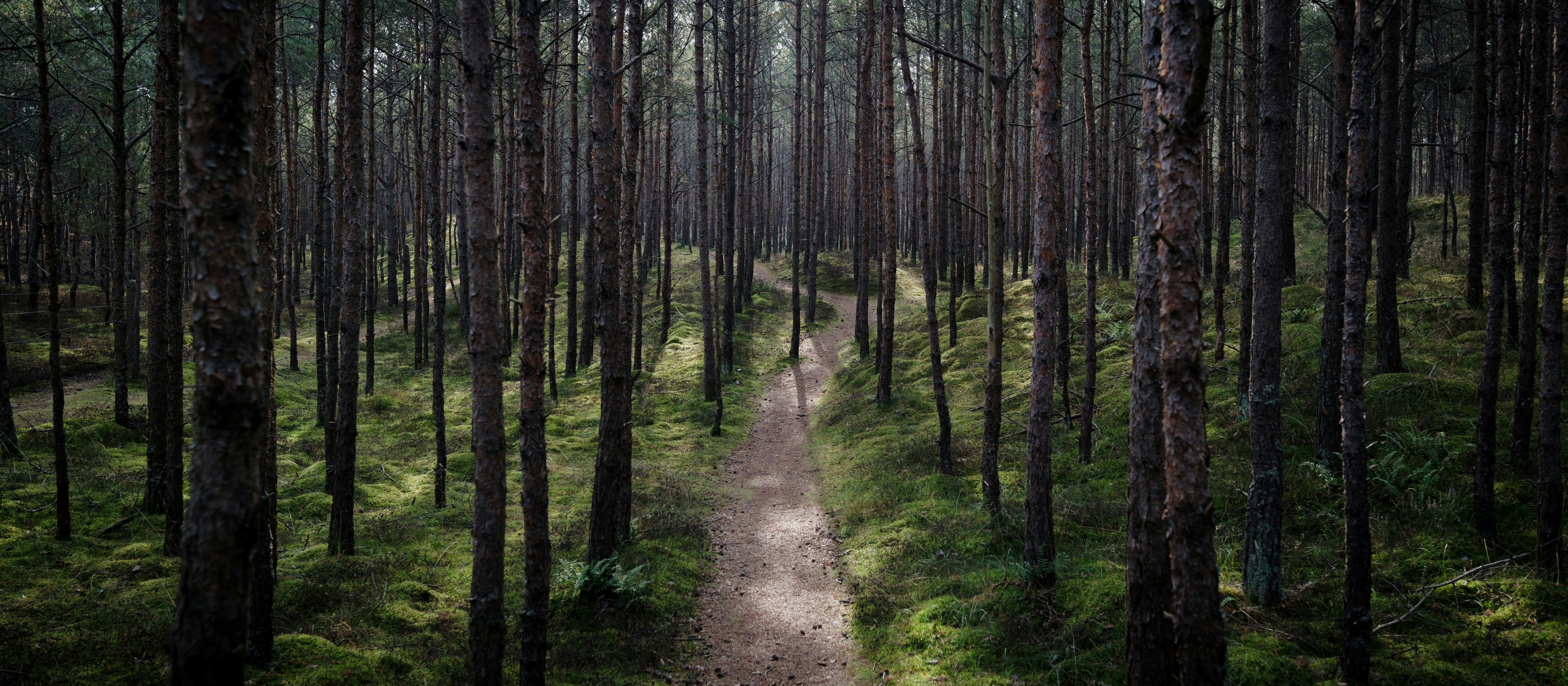 A dirt path in the middle of a forest