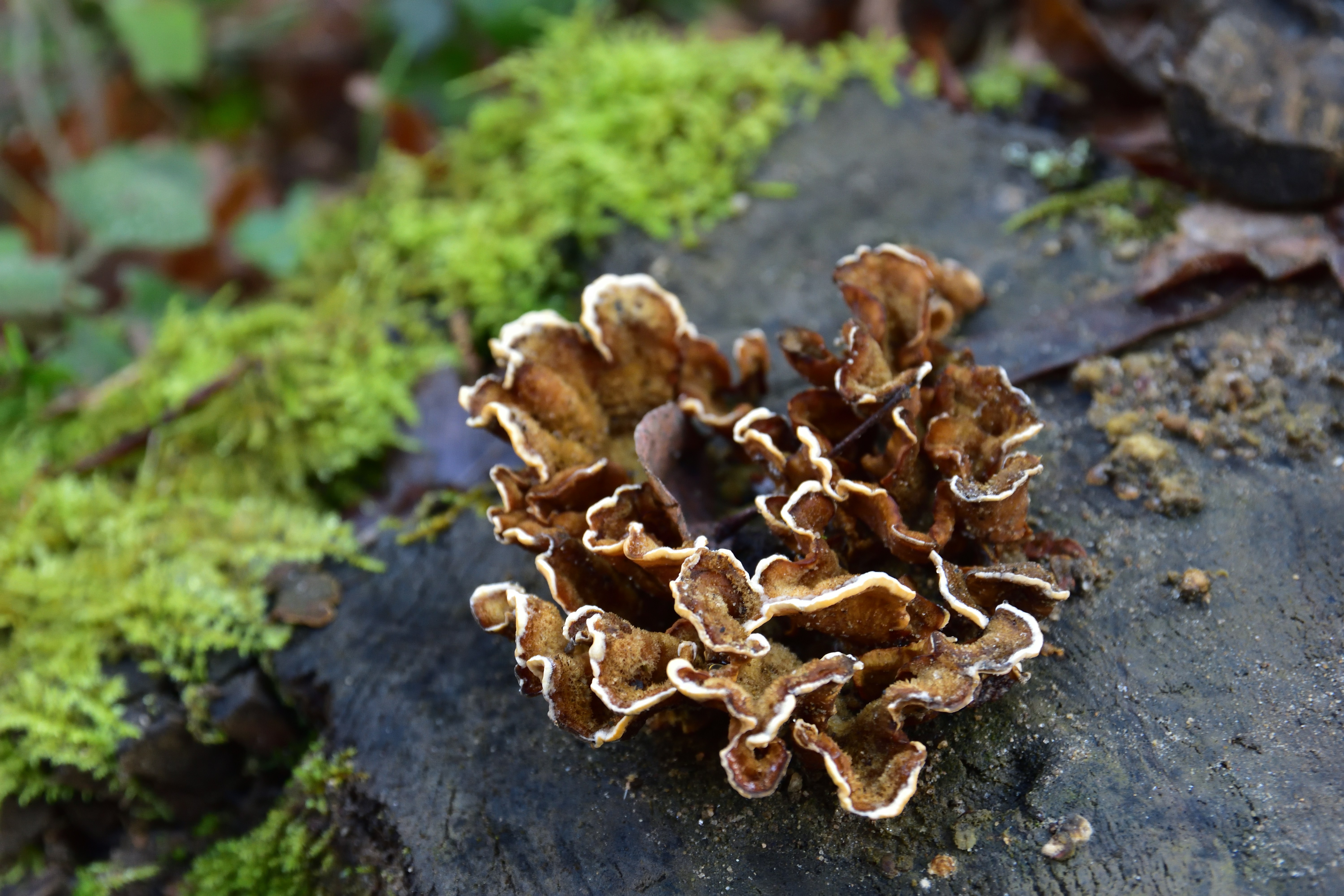 Nahaufnahme eines Pilzes auf einem Felsen