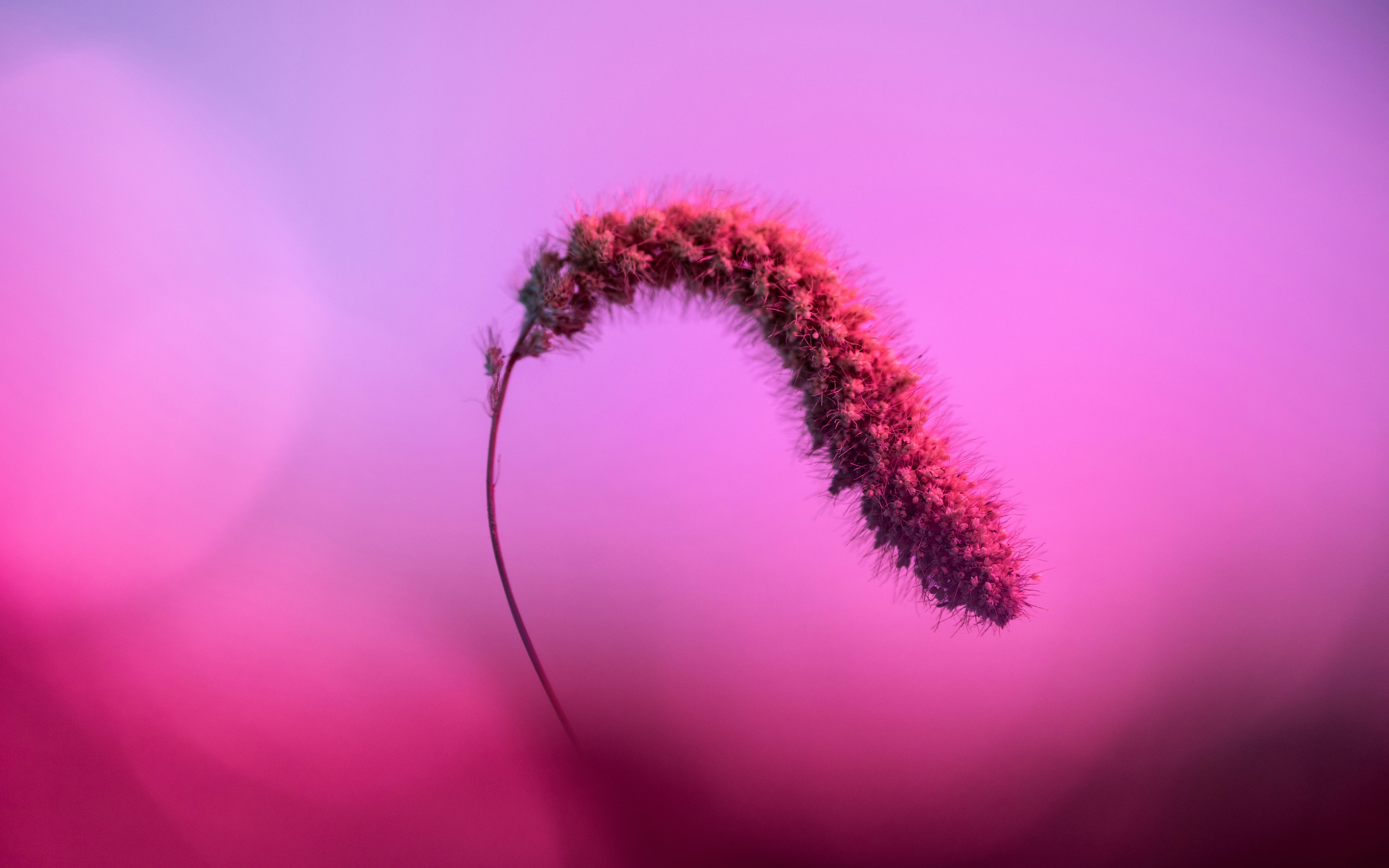 A close up of a flower on a blurry background