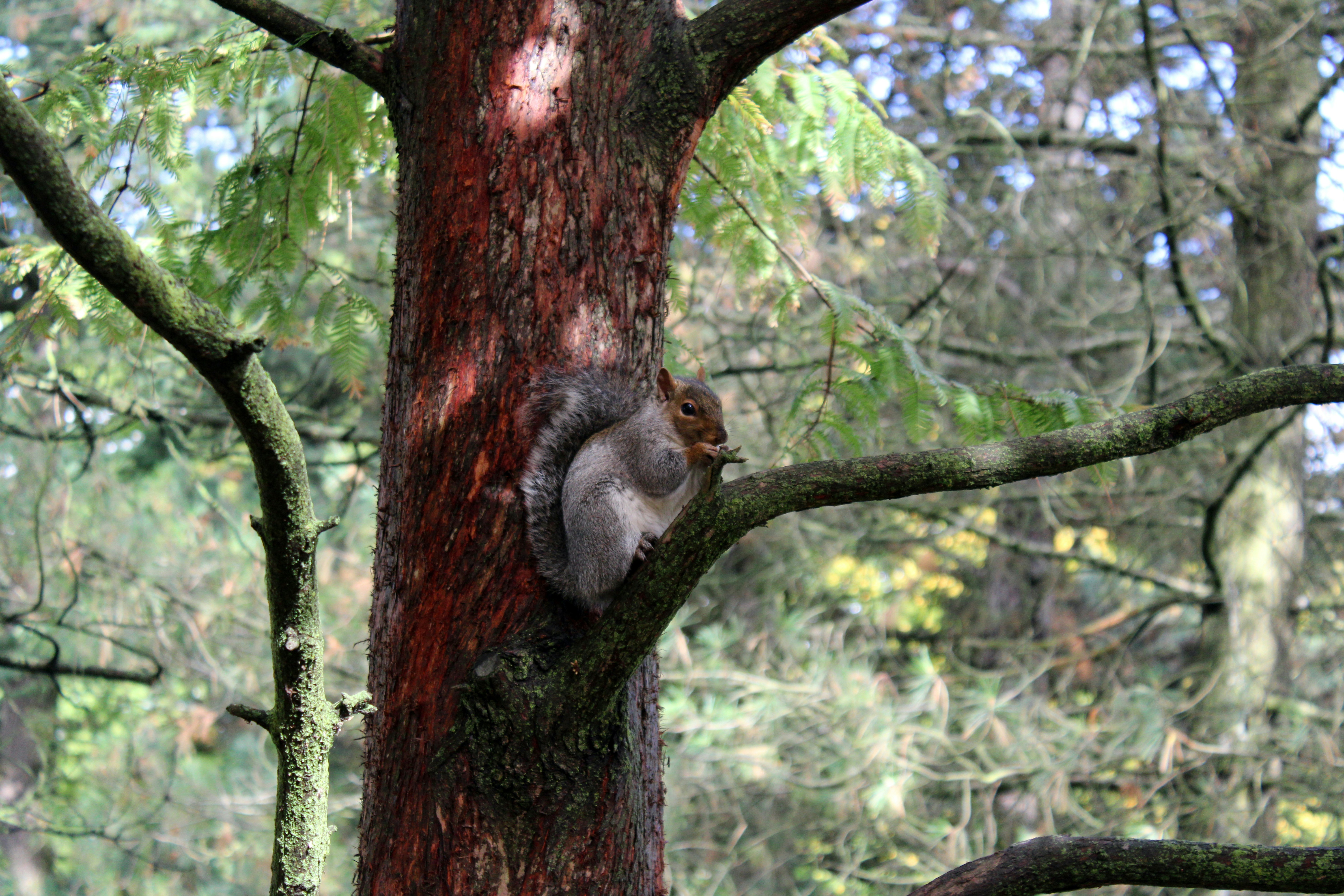 A squirrel is sitting on a tree in the woods