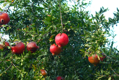 Pomegranate Anar Farming India Commercial Guide
