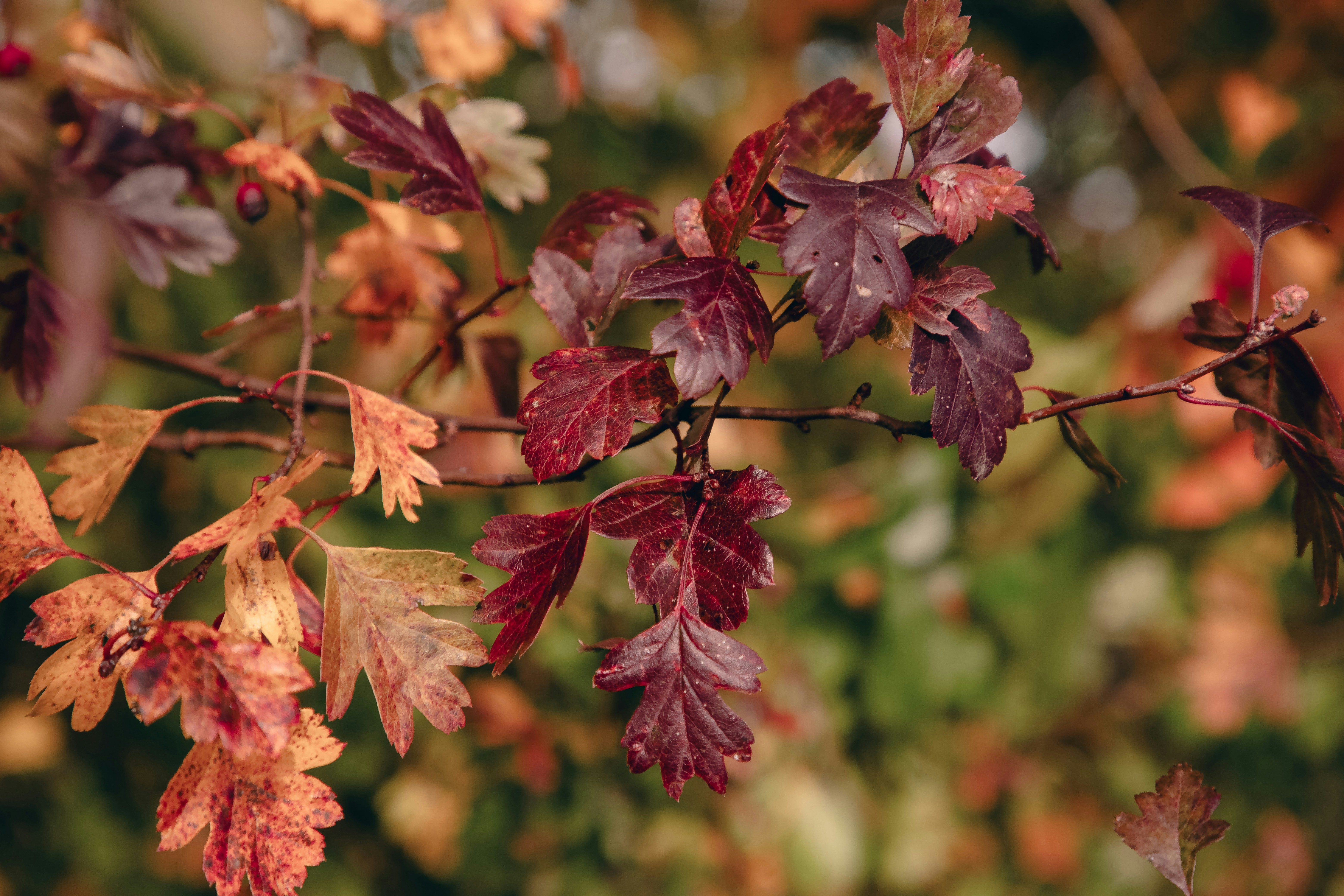 A close up of leaves on a tree