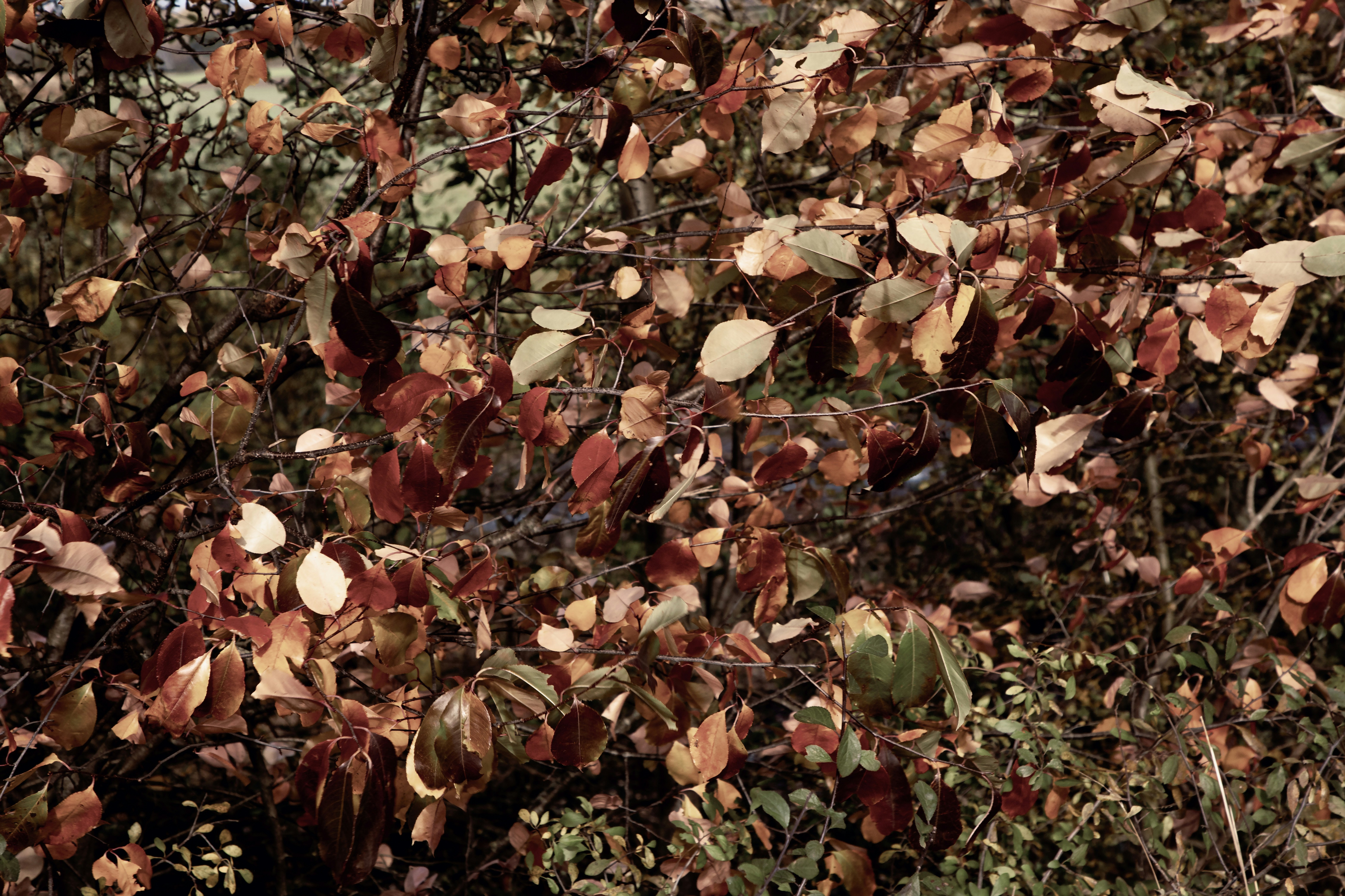 A bunch of leaves that are on a tree